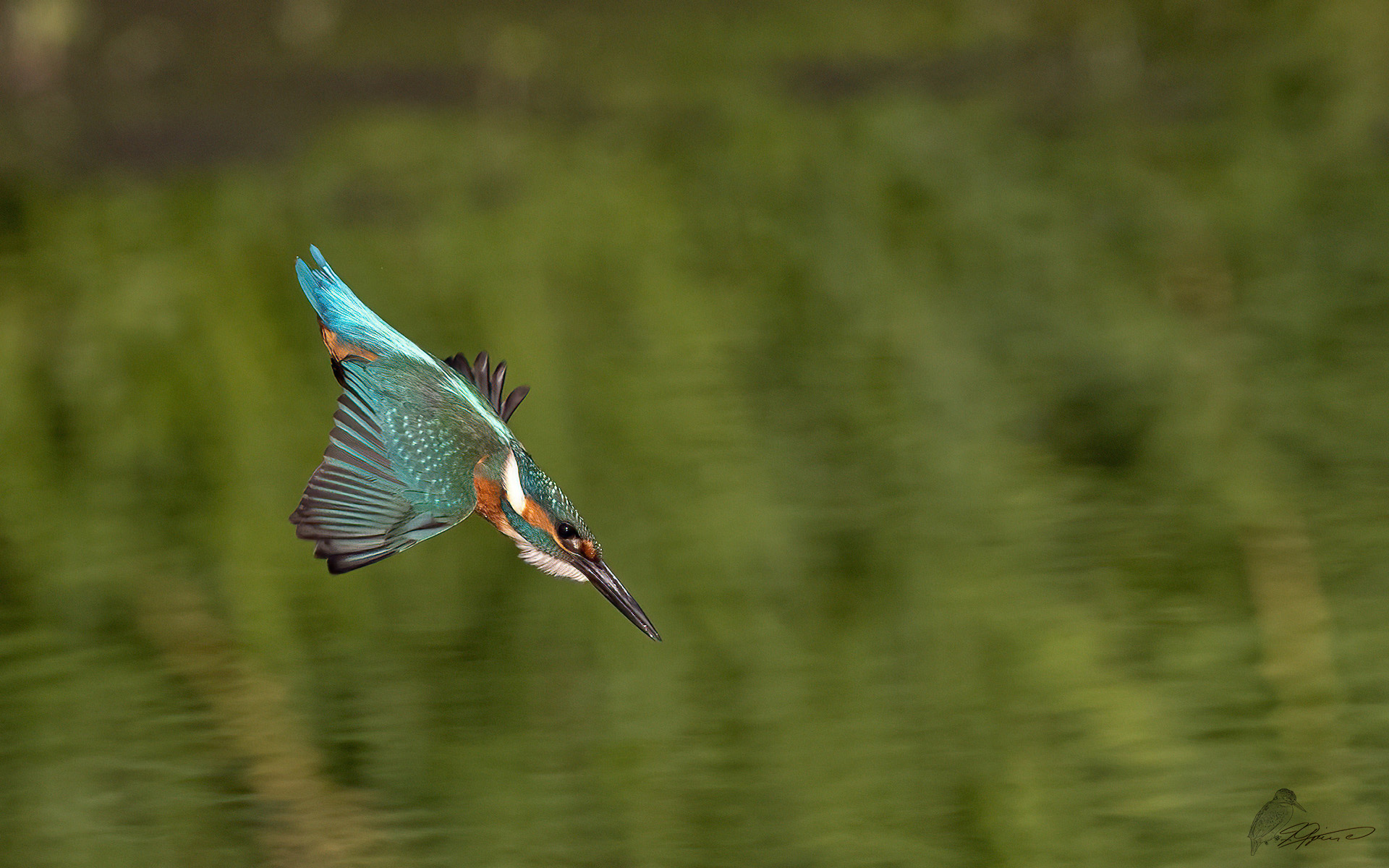 Eisvogel im Sturzflug