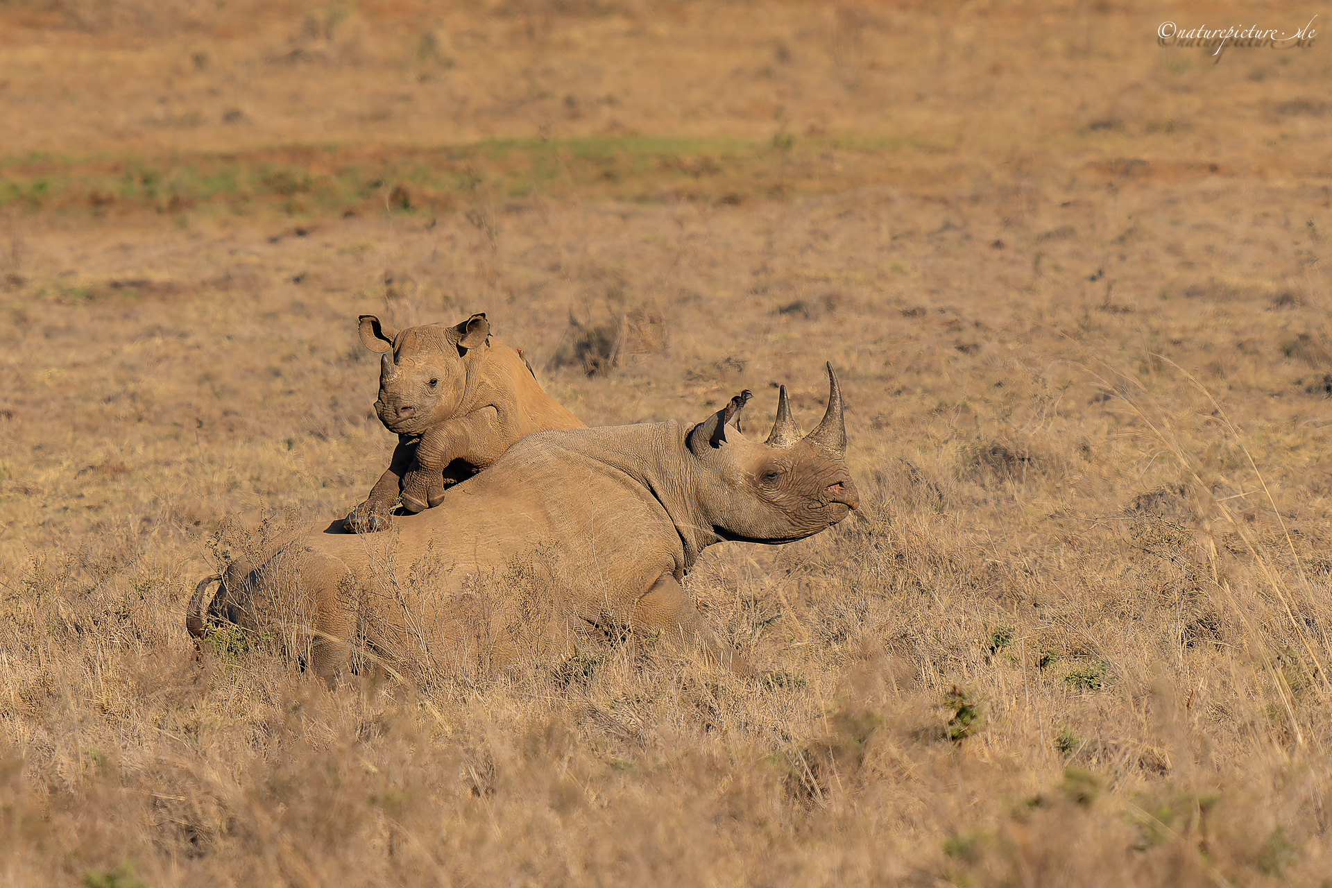 Spitzmaulnashorn mit Nachwuchs