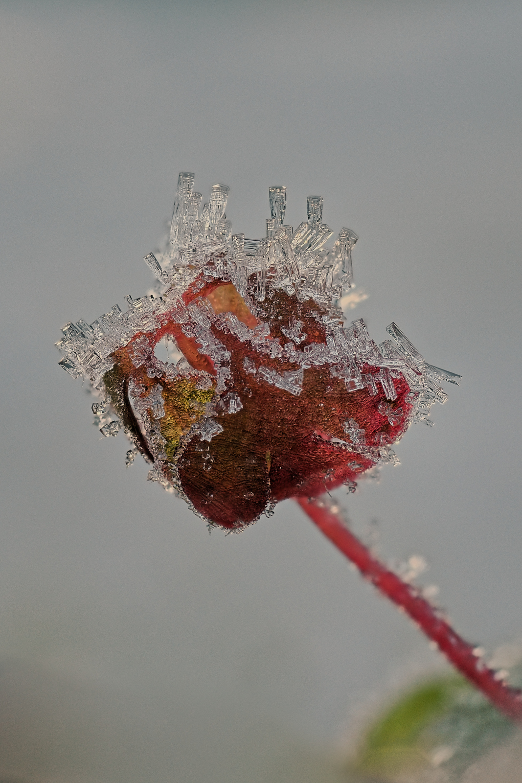 Eiskristalle (Forum für Naturfotografen)