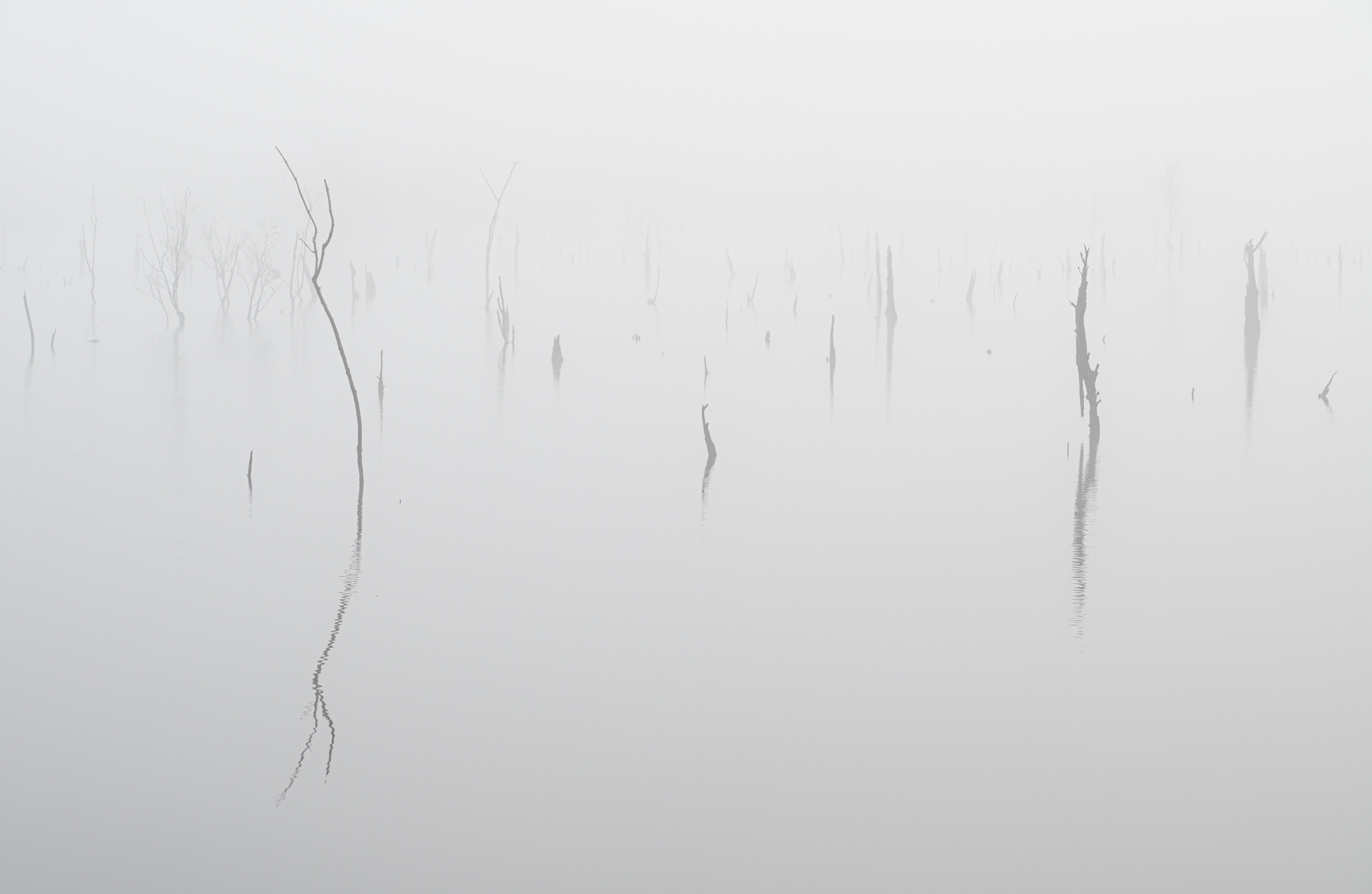 ___Nebelmorgen_____