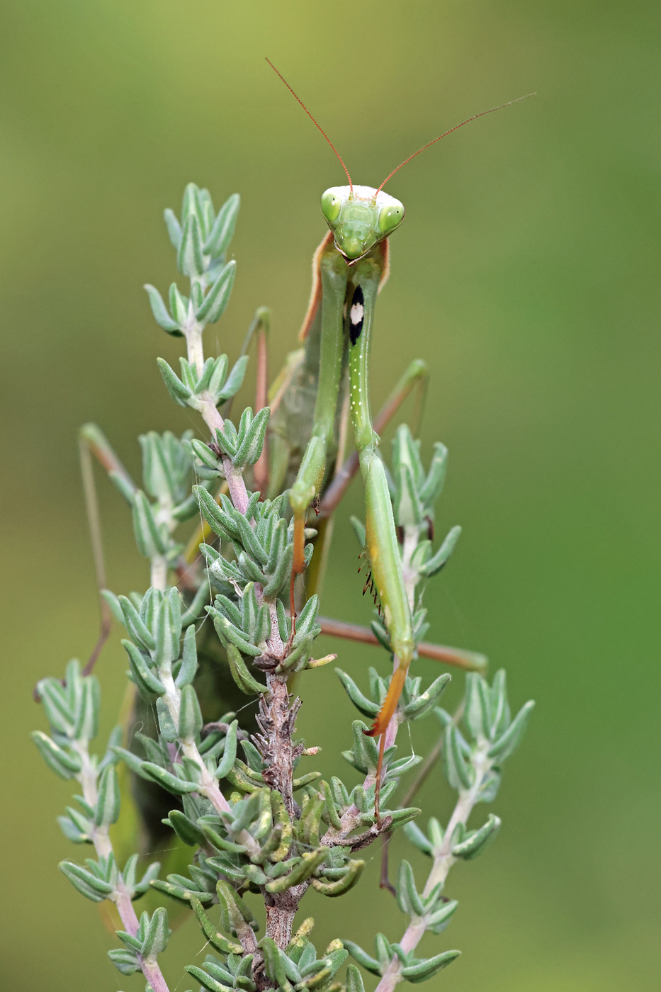 Mantis Religiosa