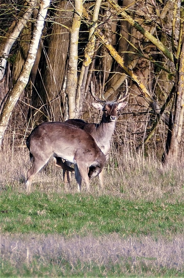 Die Perücke