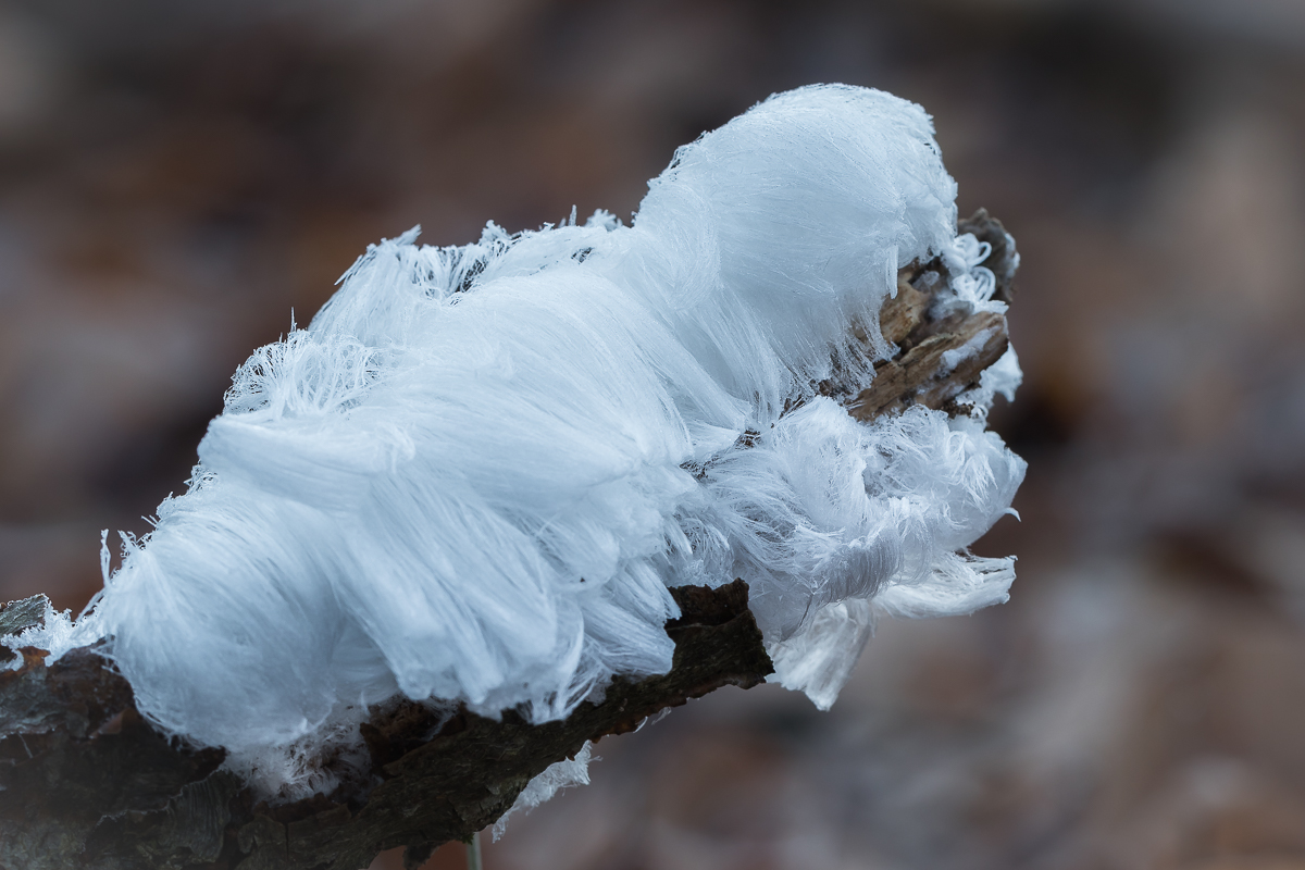 schneeweißes Faultier