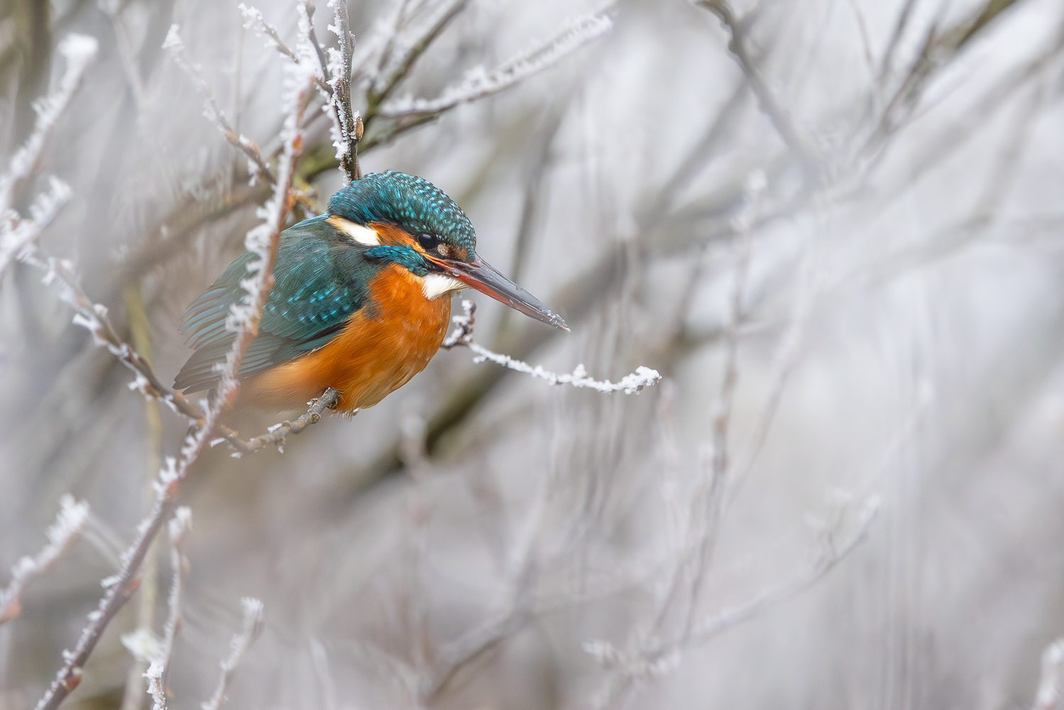 Noch ein Eisvogelbild?