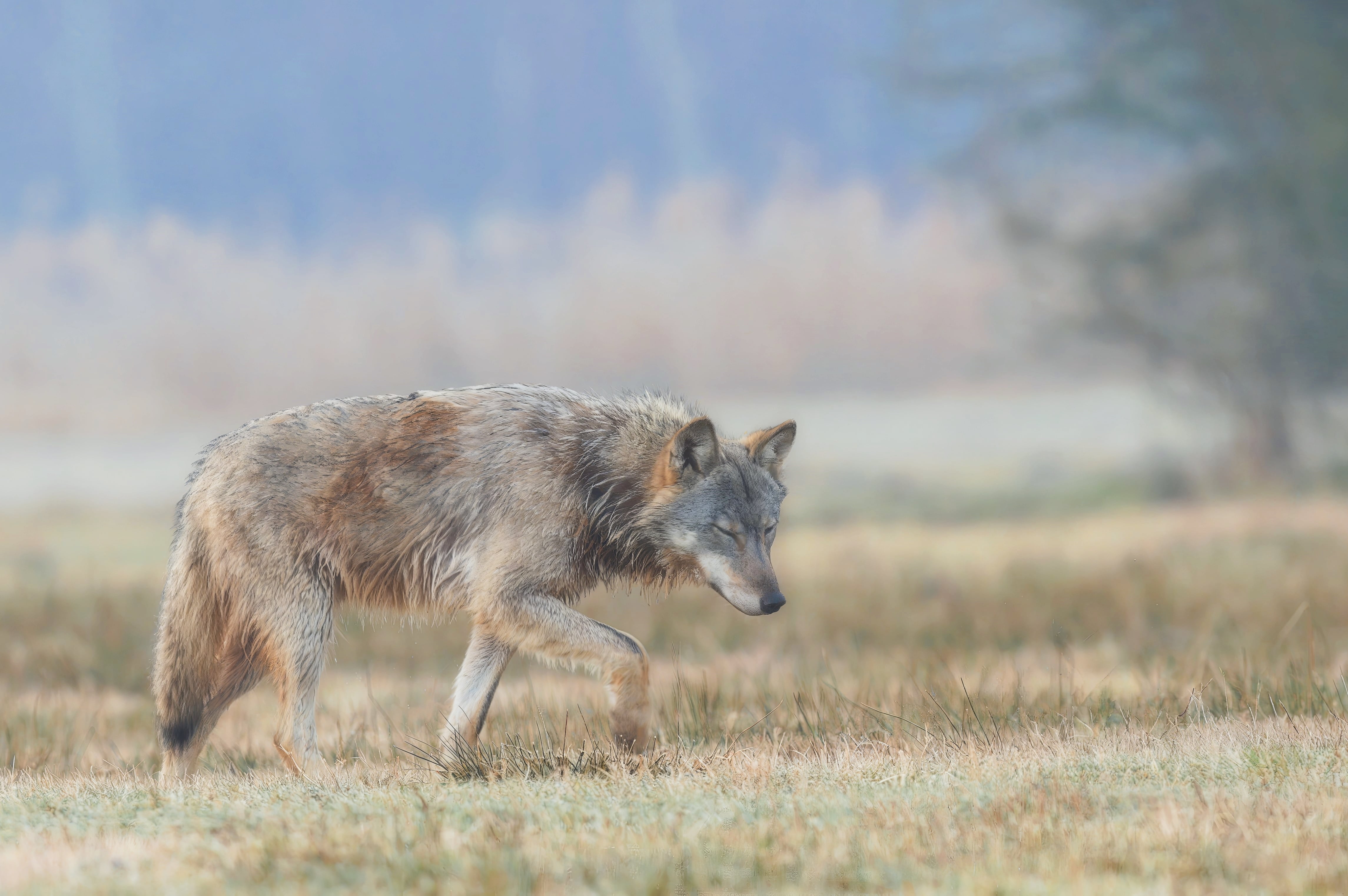 Wolfswelpe weiblich 2016