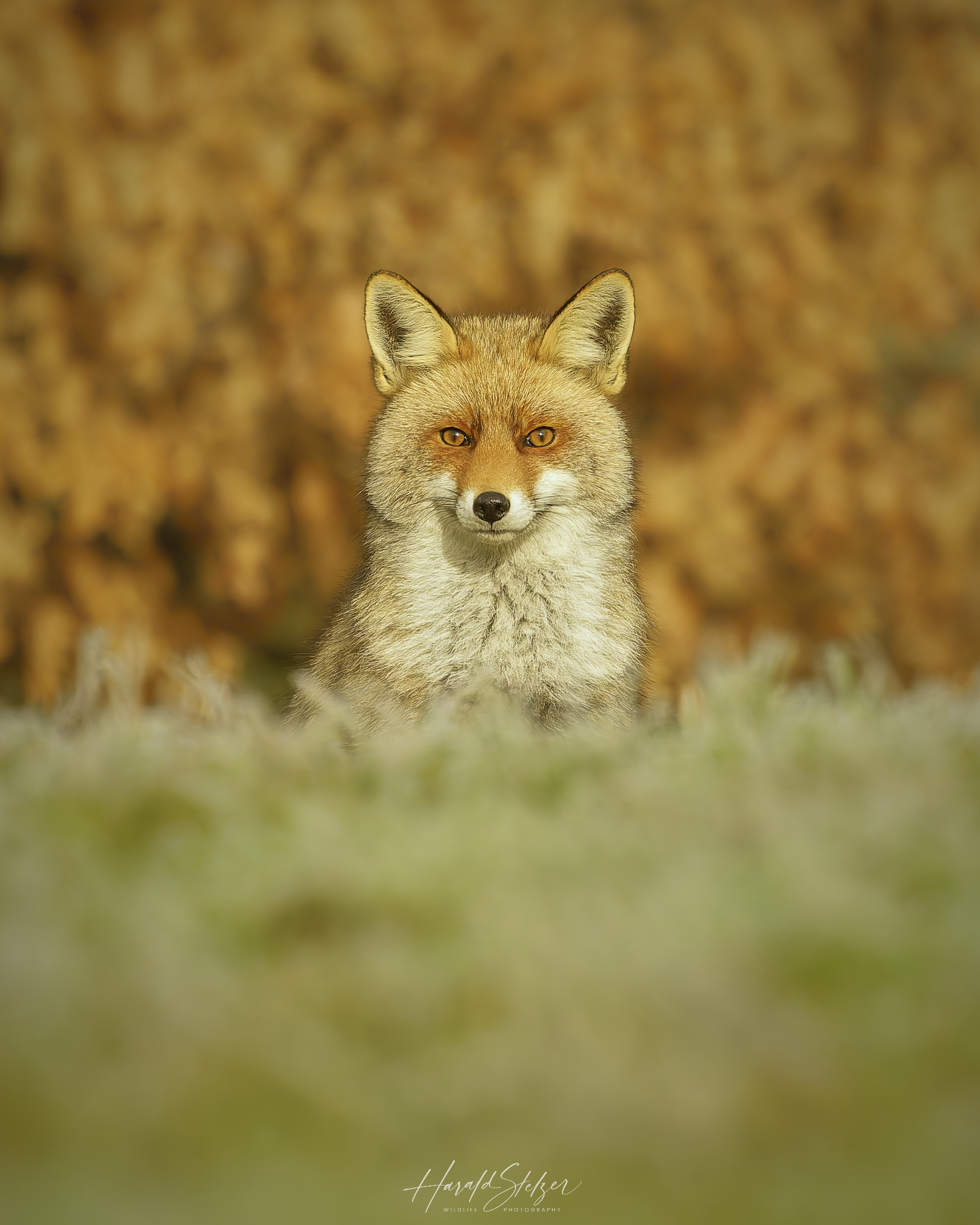 Fuchs Portrait