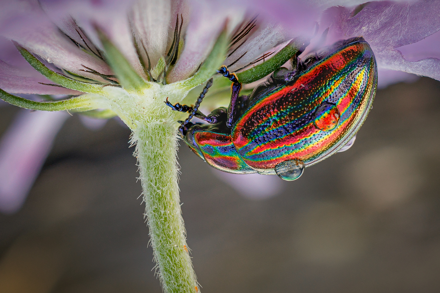 Regenbogenkäfer