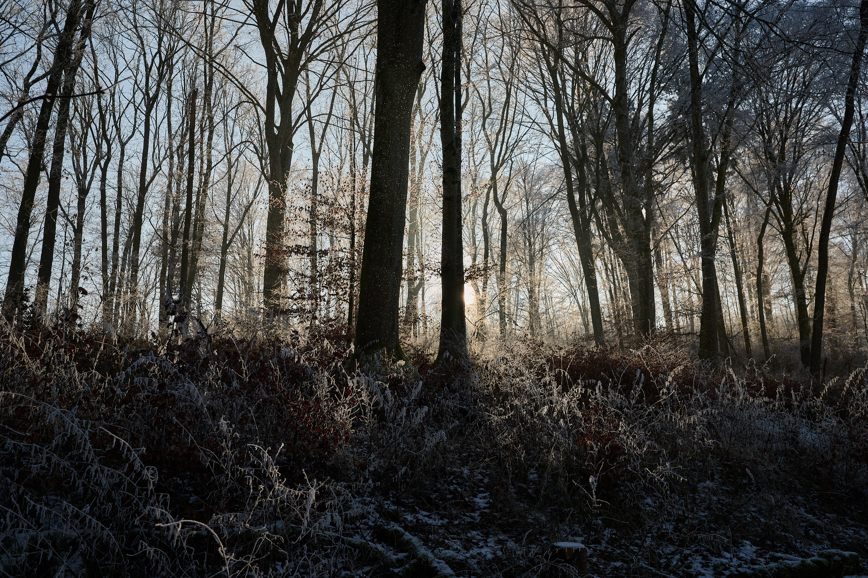 Wenn Frost und Nebel gehen