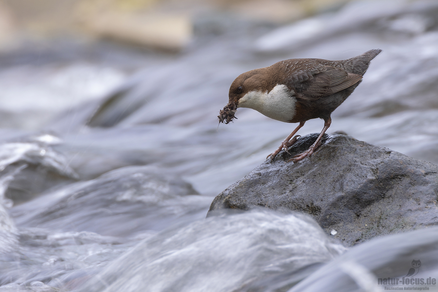 Wasseramsel auf Futtersuche