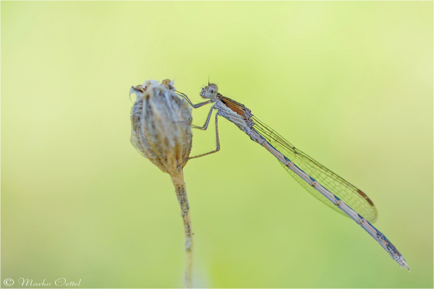 Gemeine Winterlibelle (Sympecma fusca)