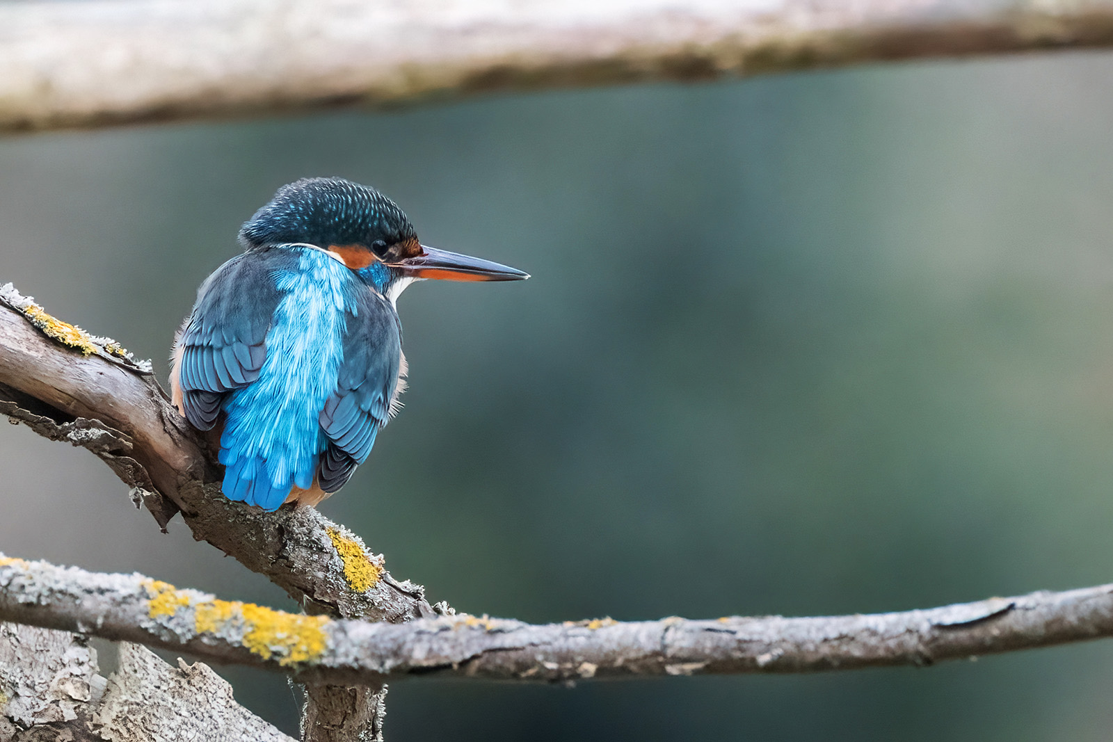 Und wieder ein Eisvogel