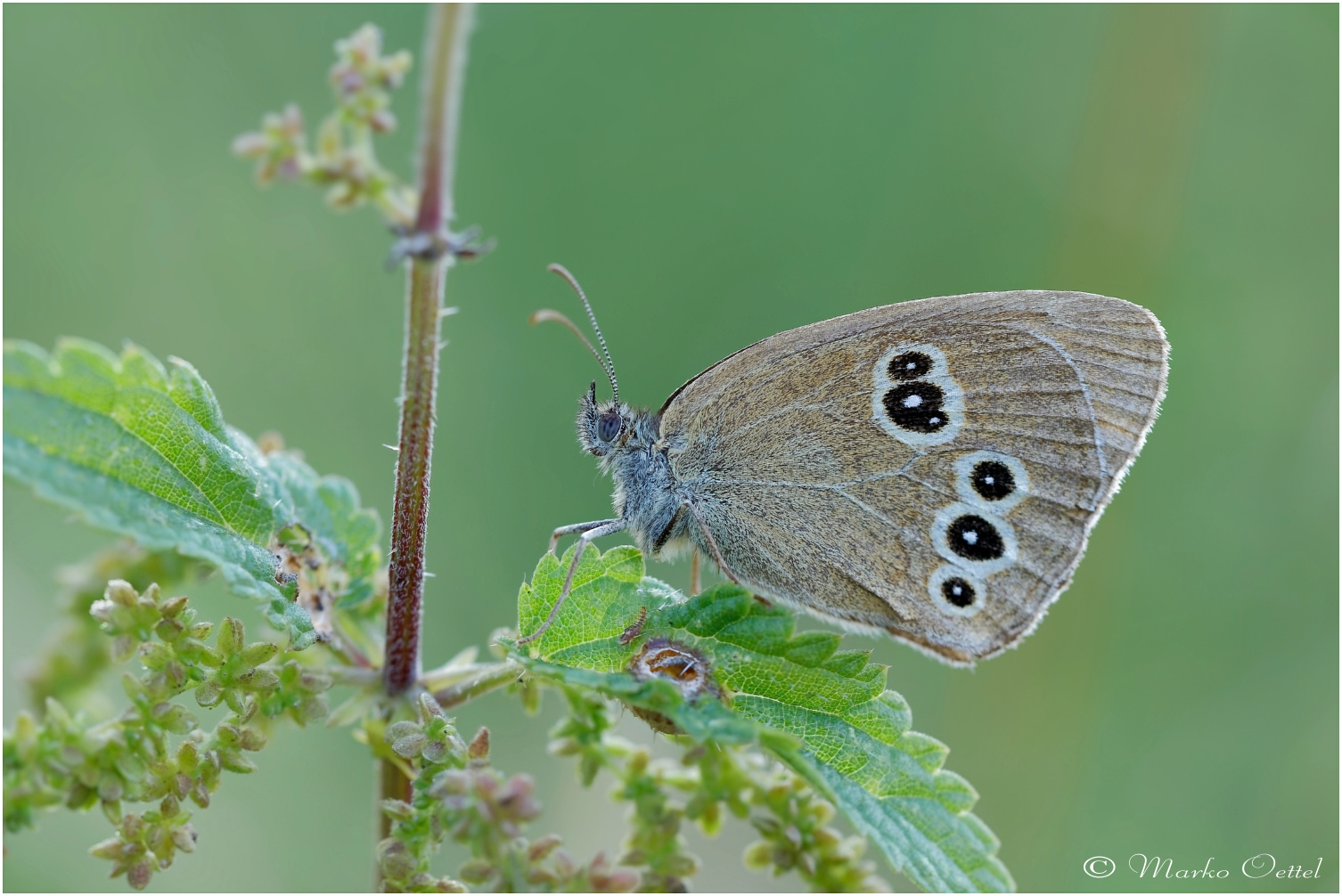 Brauner Waldvogel (Aphantopus hyperantus)