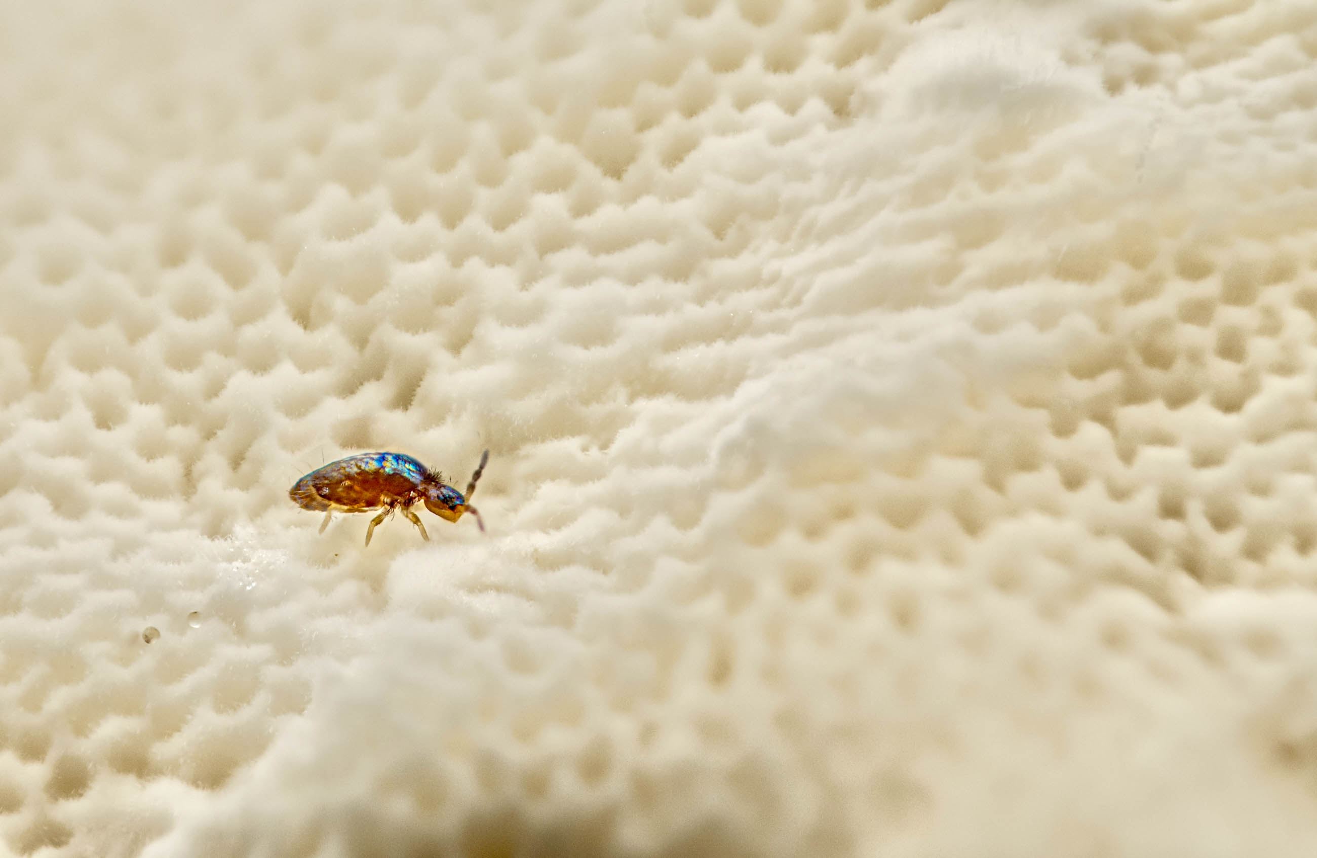 Ein Lepidocyrtus cyaneus weidet auf einem weißem Korallen- Schleimpilz