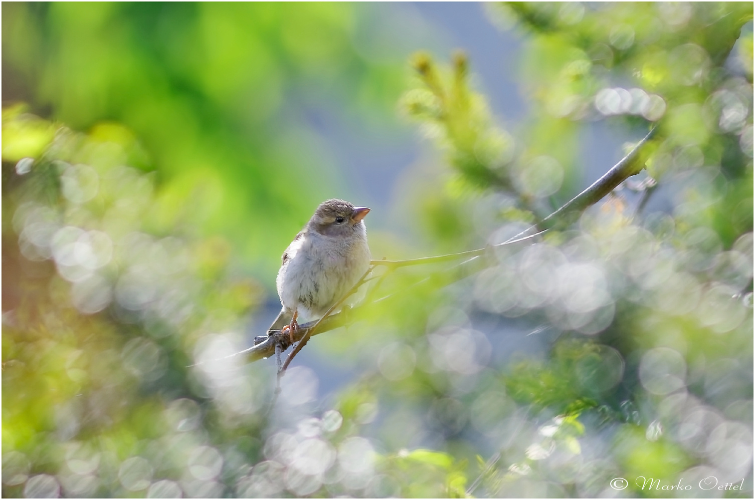 Haussperling (Passer domesticus)