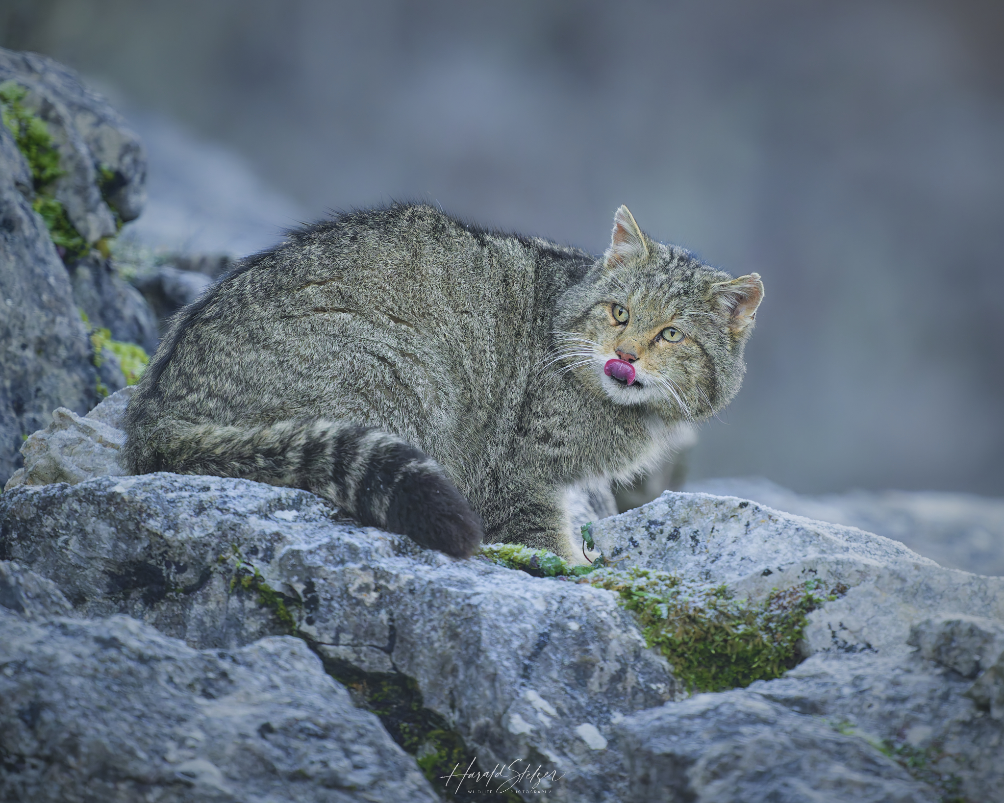 Wildkatze am Fels