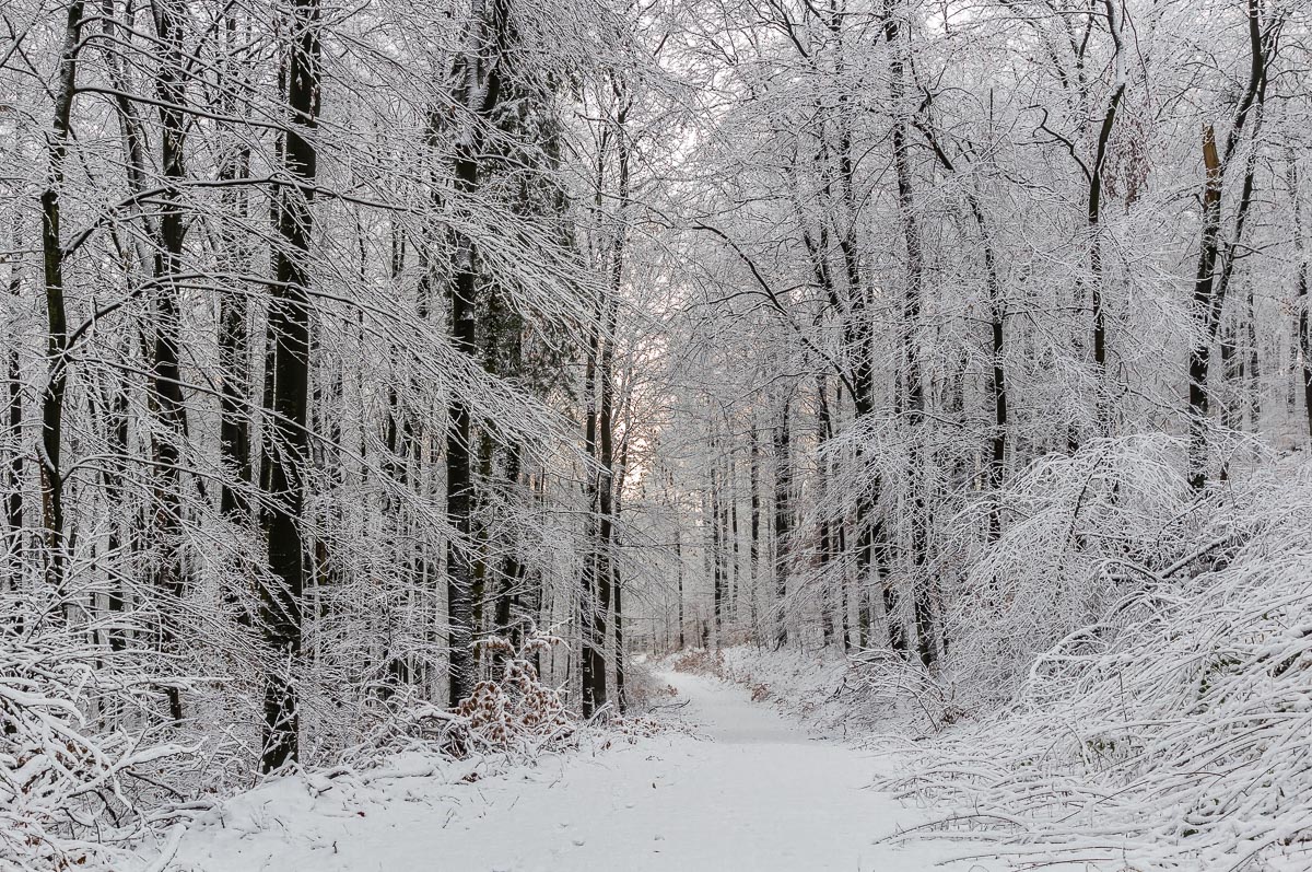 Im Winterwald