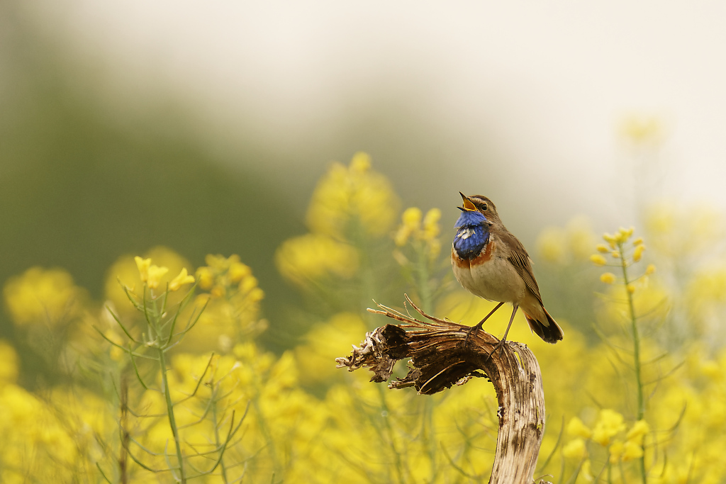 Blaukehlchen