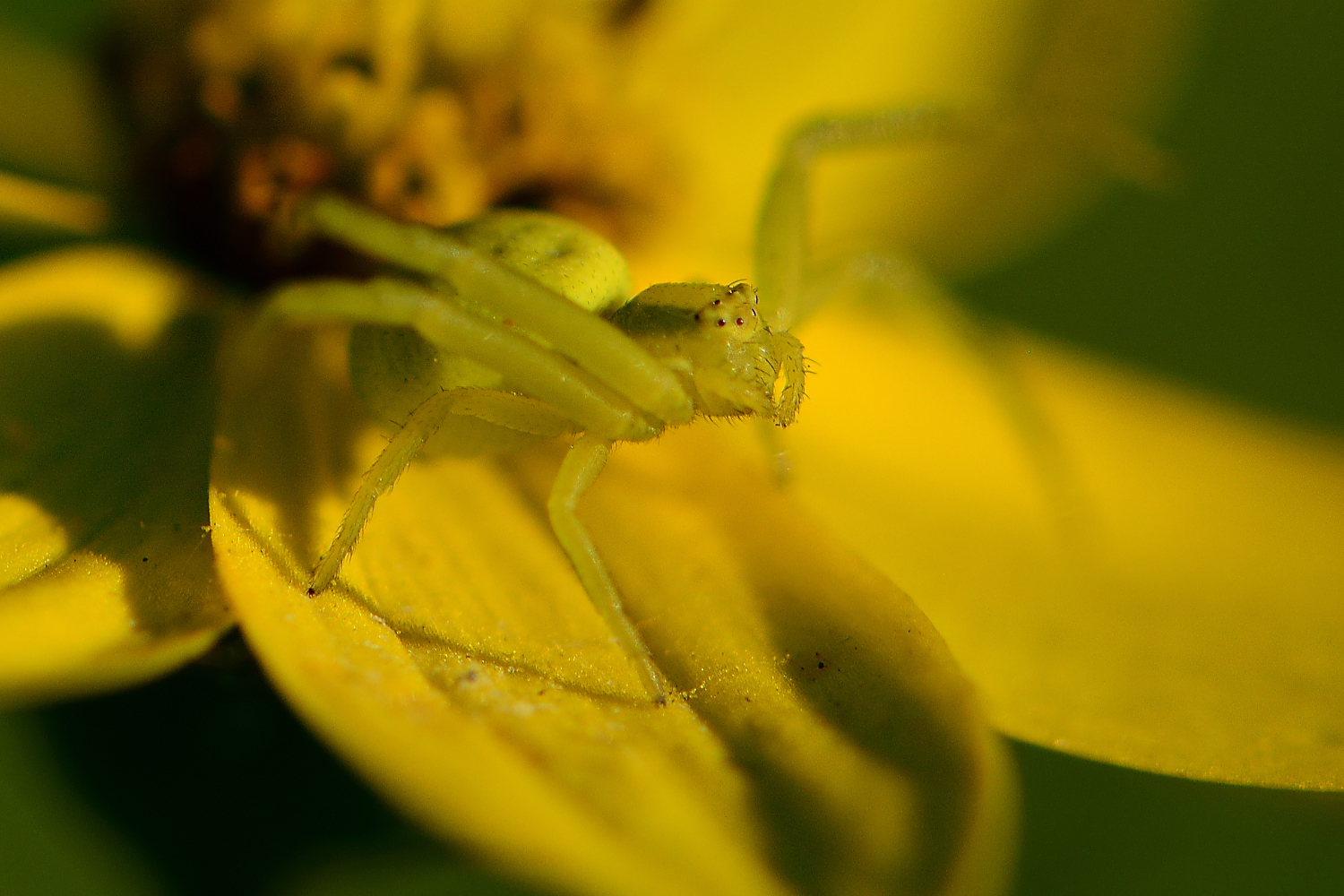 Veränderliche Krabbenspinne