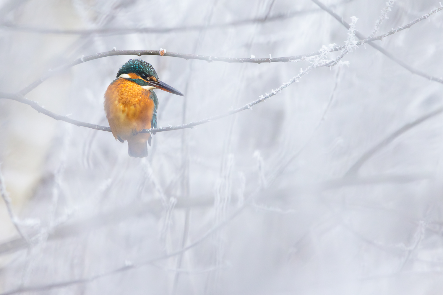 Winter am Bach