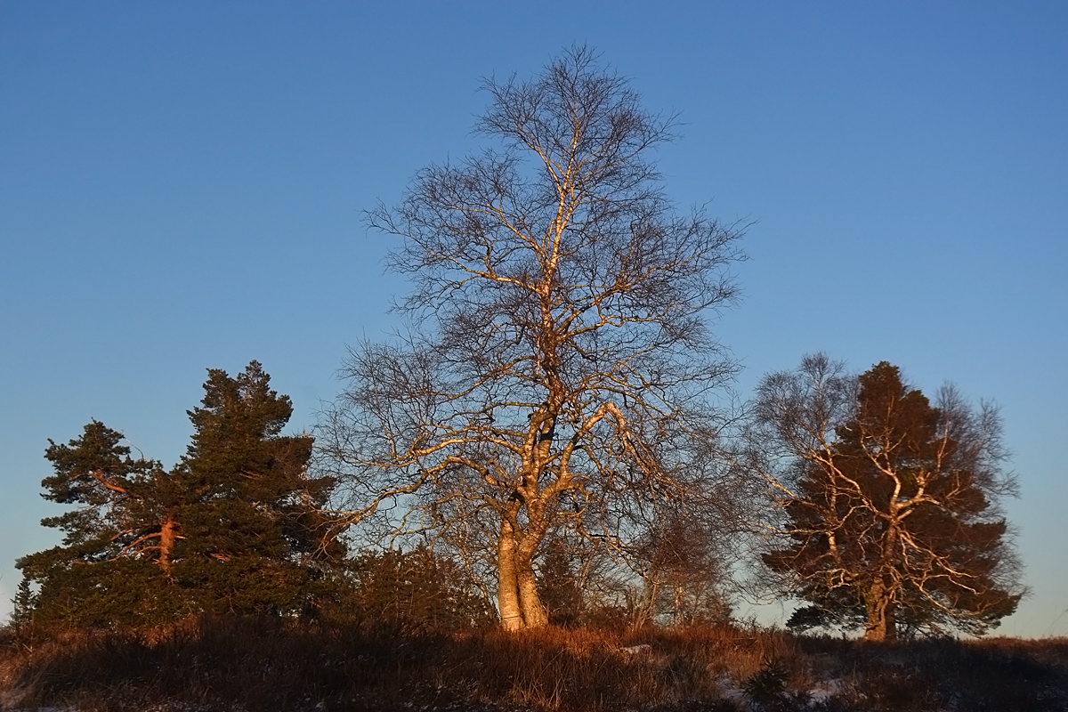 Tänzer in der Abendsonne