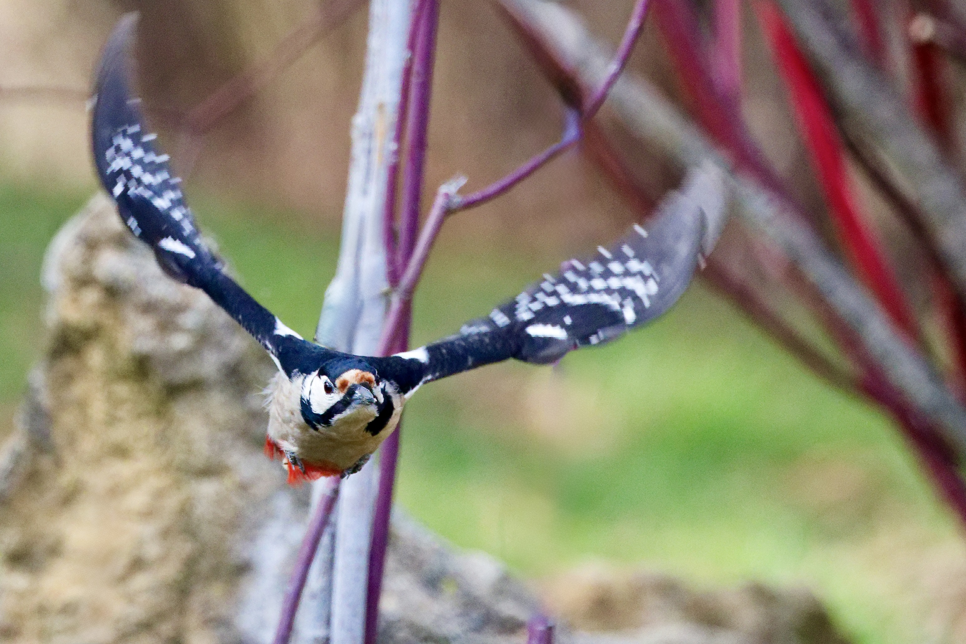 Buntspecht im Anflug