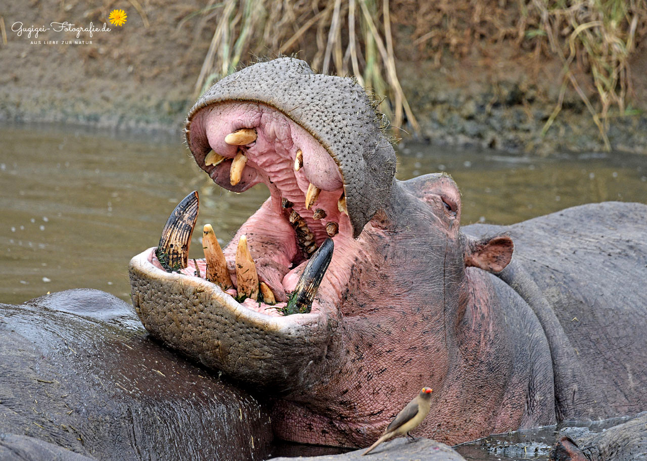 happy hippo ...