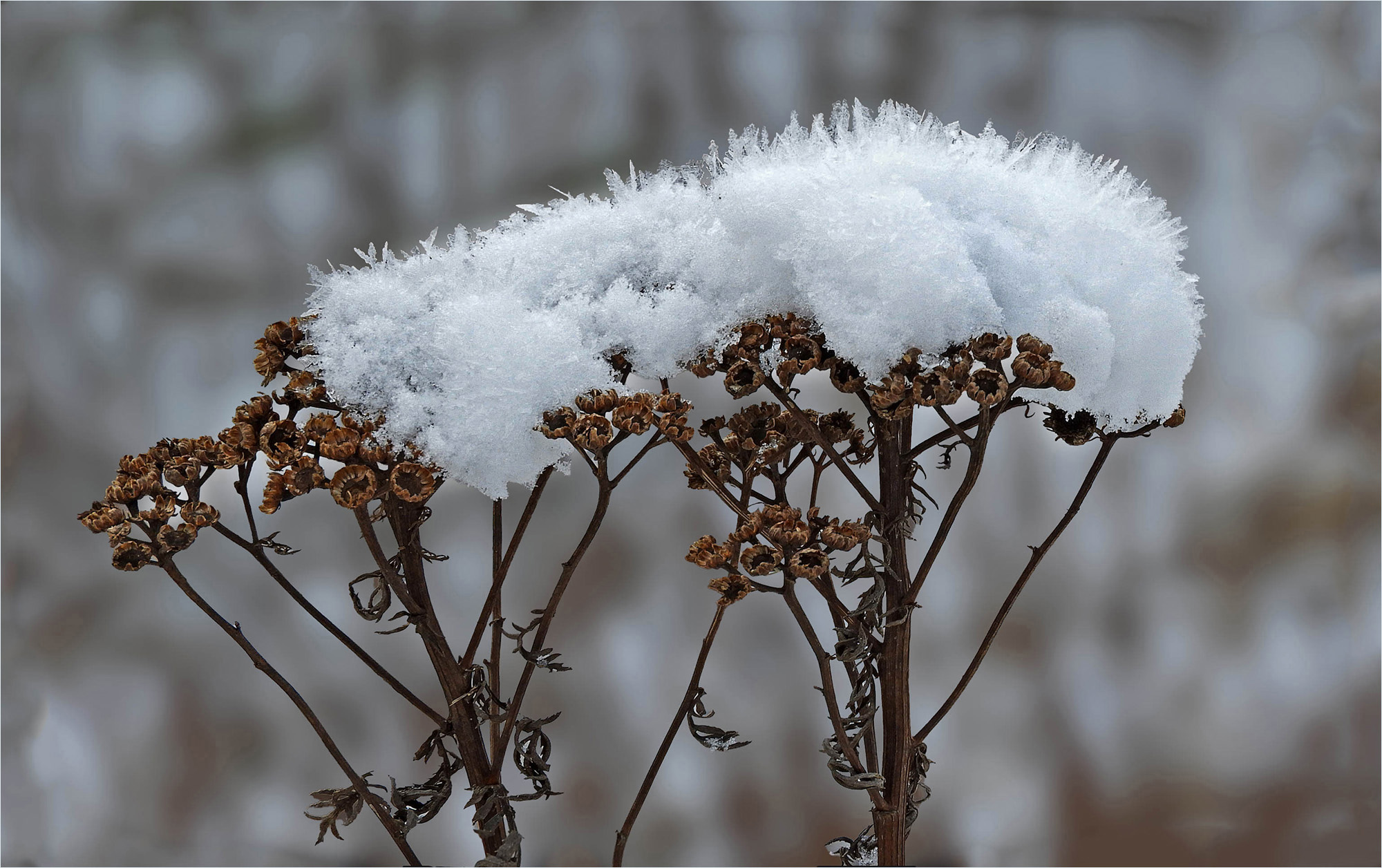 Schneehaube auf Rainfarn