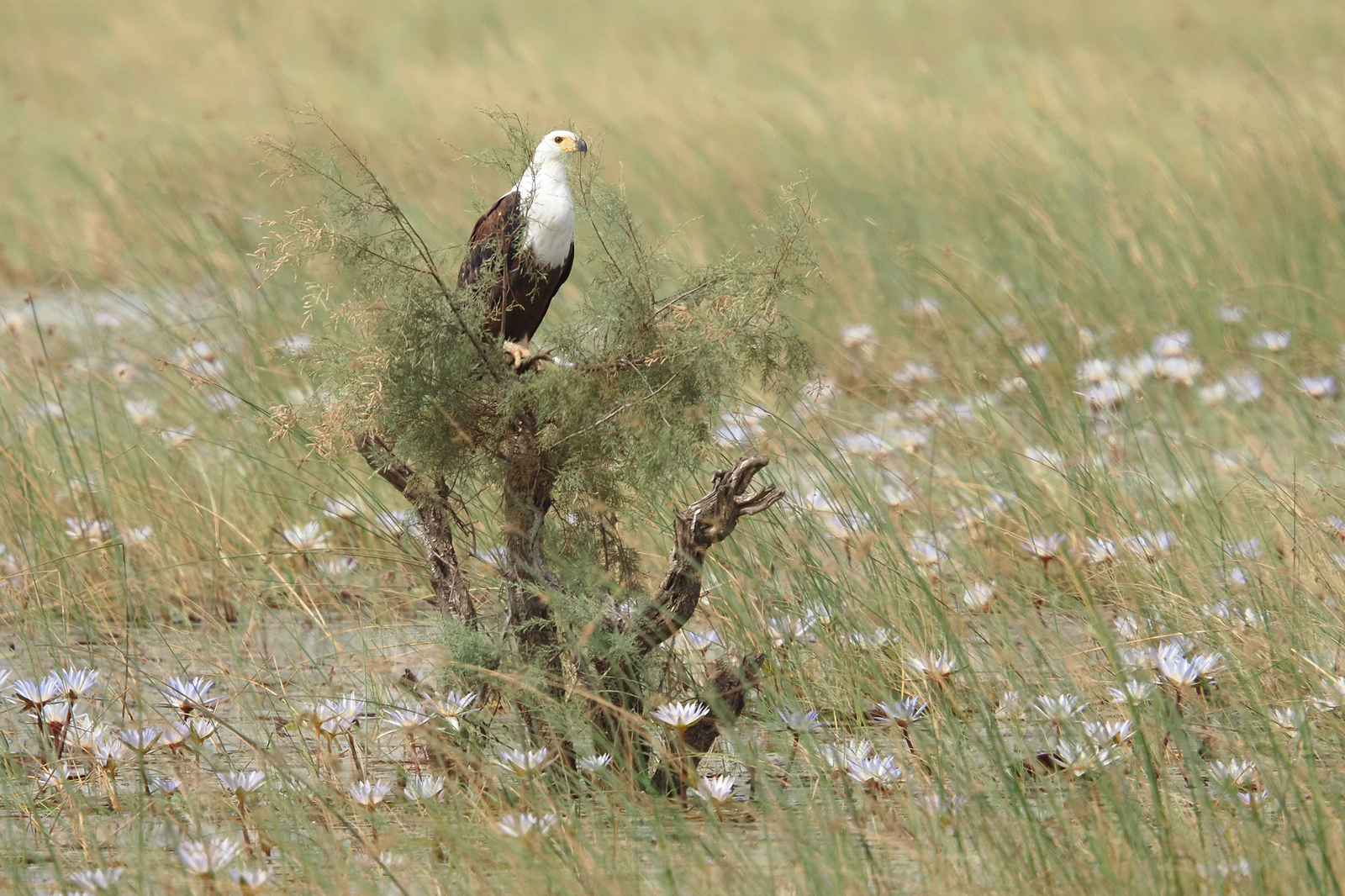 ein Meer aus Seerosen und ein Seeadler