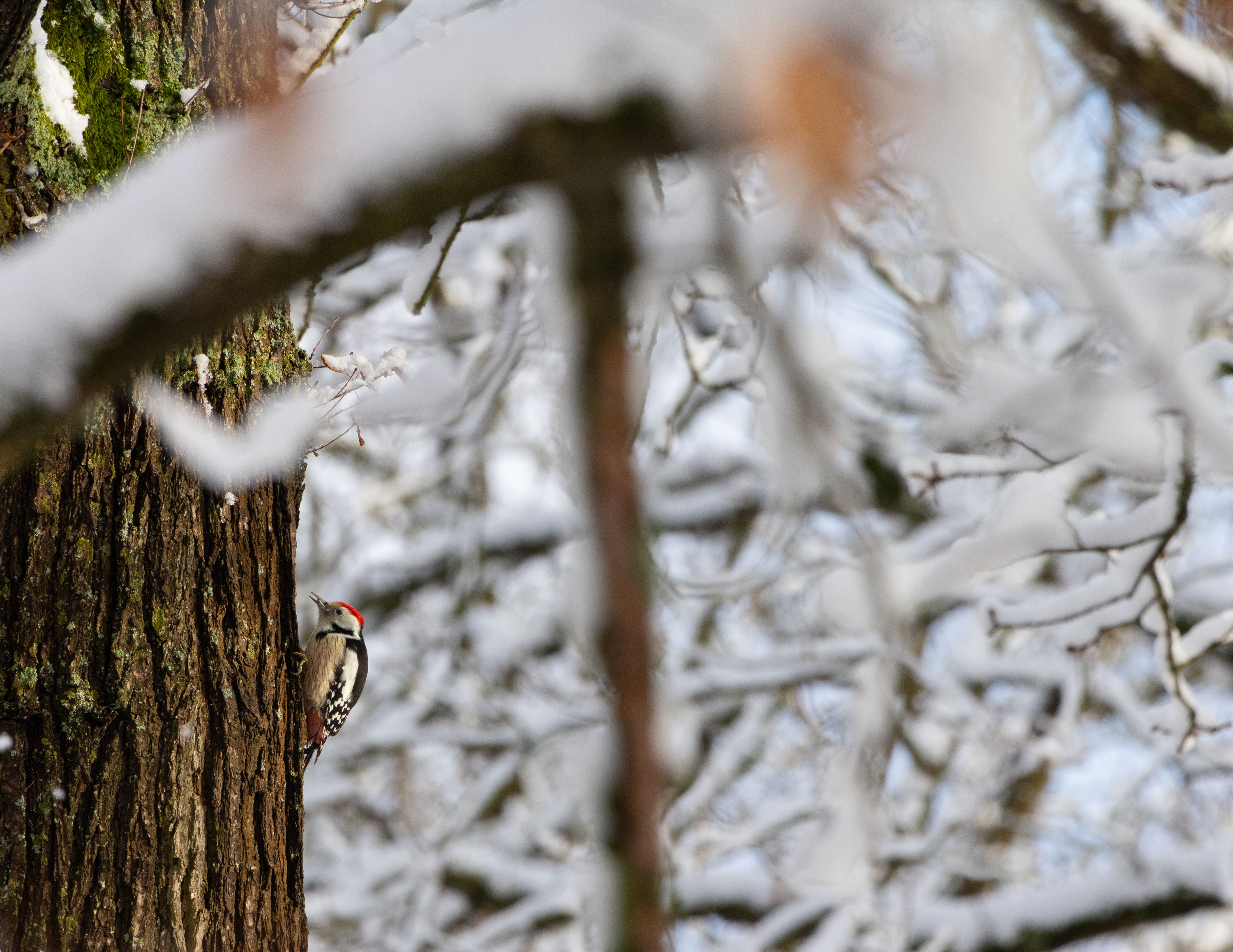 Mittelspecht im Schnee