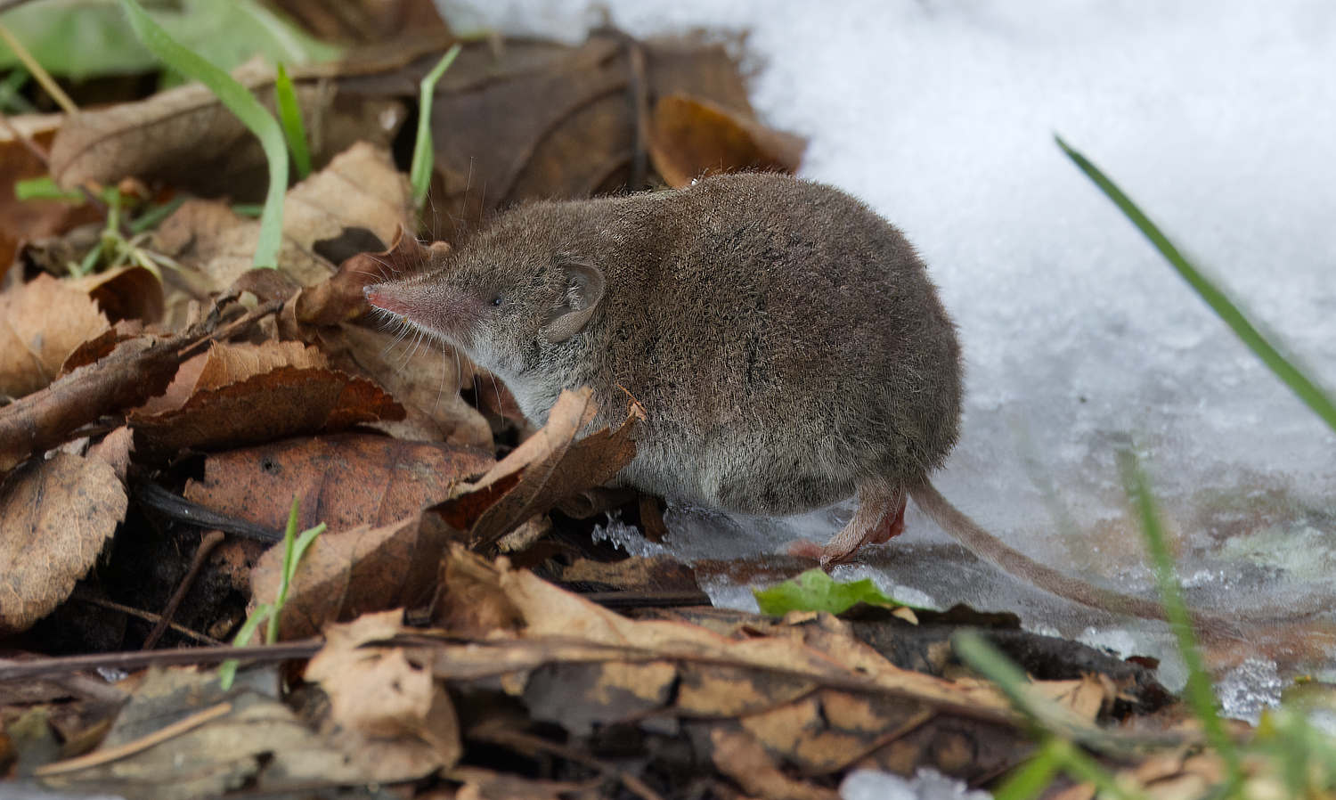 Spitzmaus