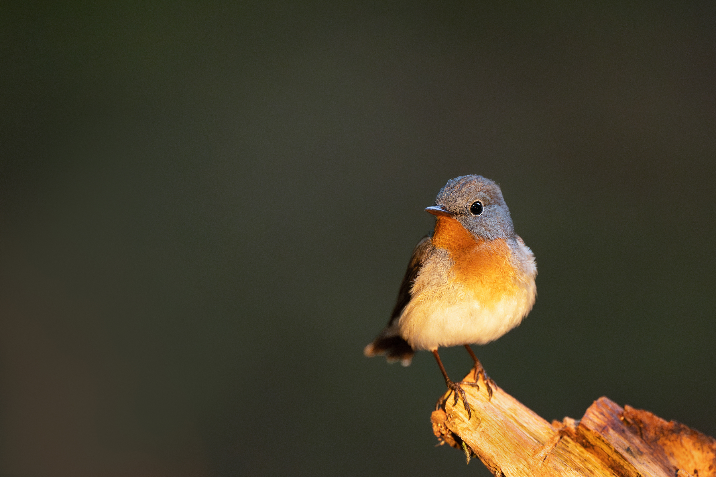 Ein Sonnenstrahl im Wald: Der Zwergschnäpper