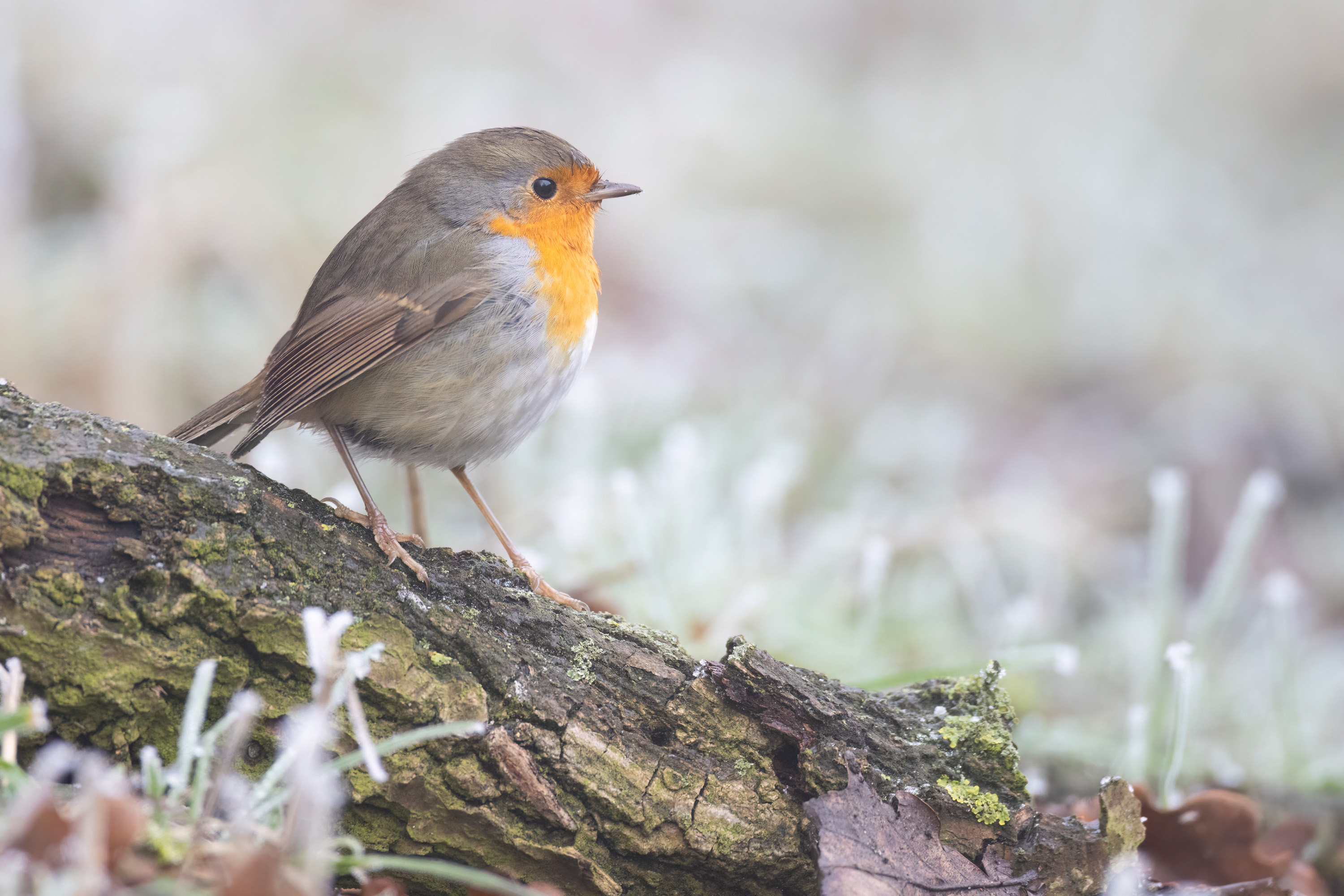 kleiner Robin