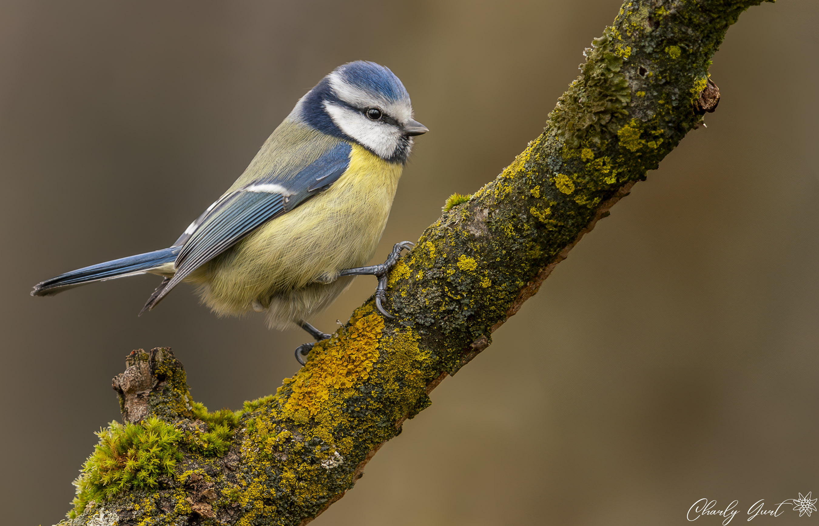Blaumeise