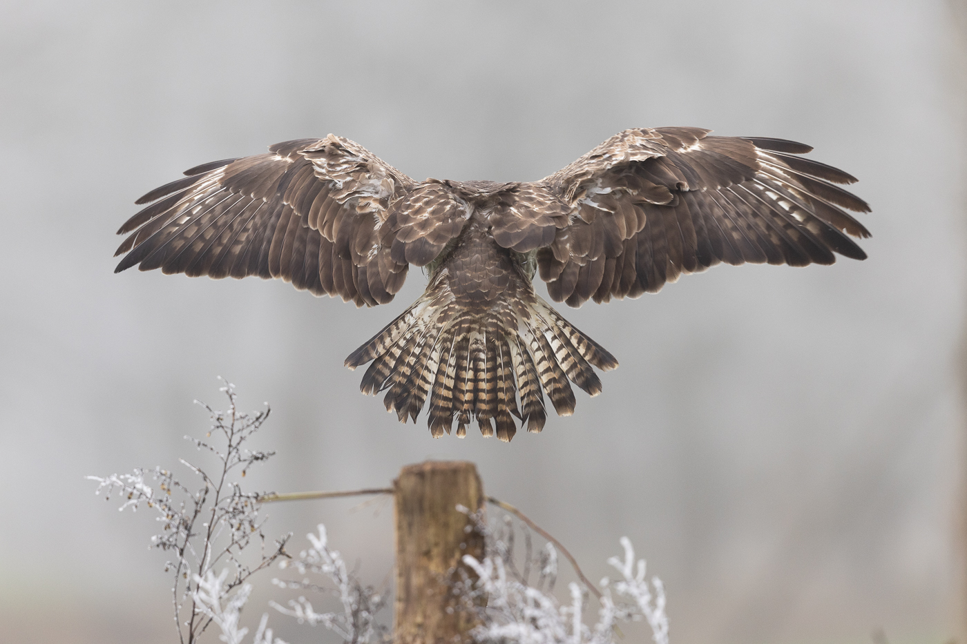 Der Bussard fliegt ein...