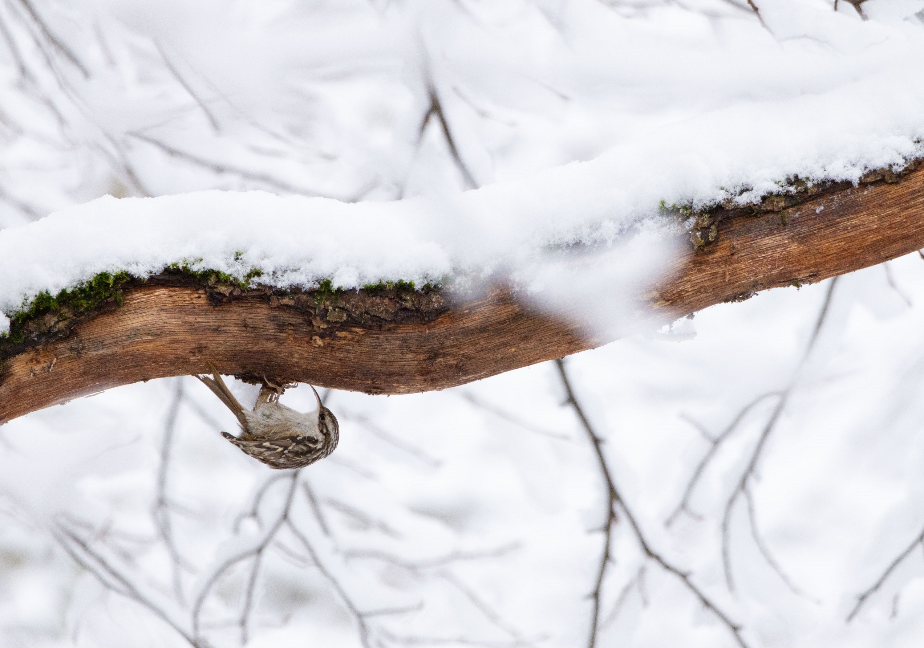 Baumläufer am Baum