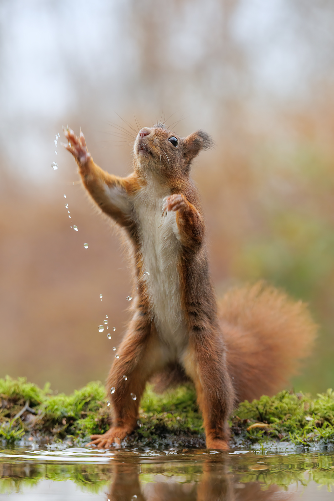 Der Wasserspritzer..