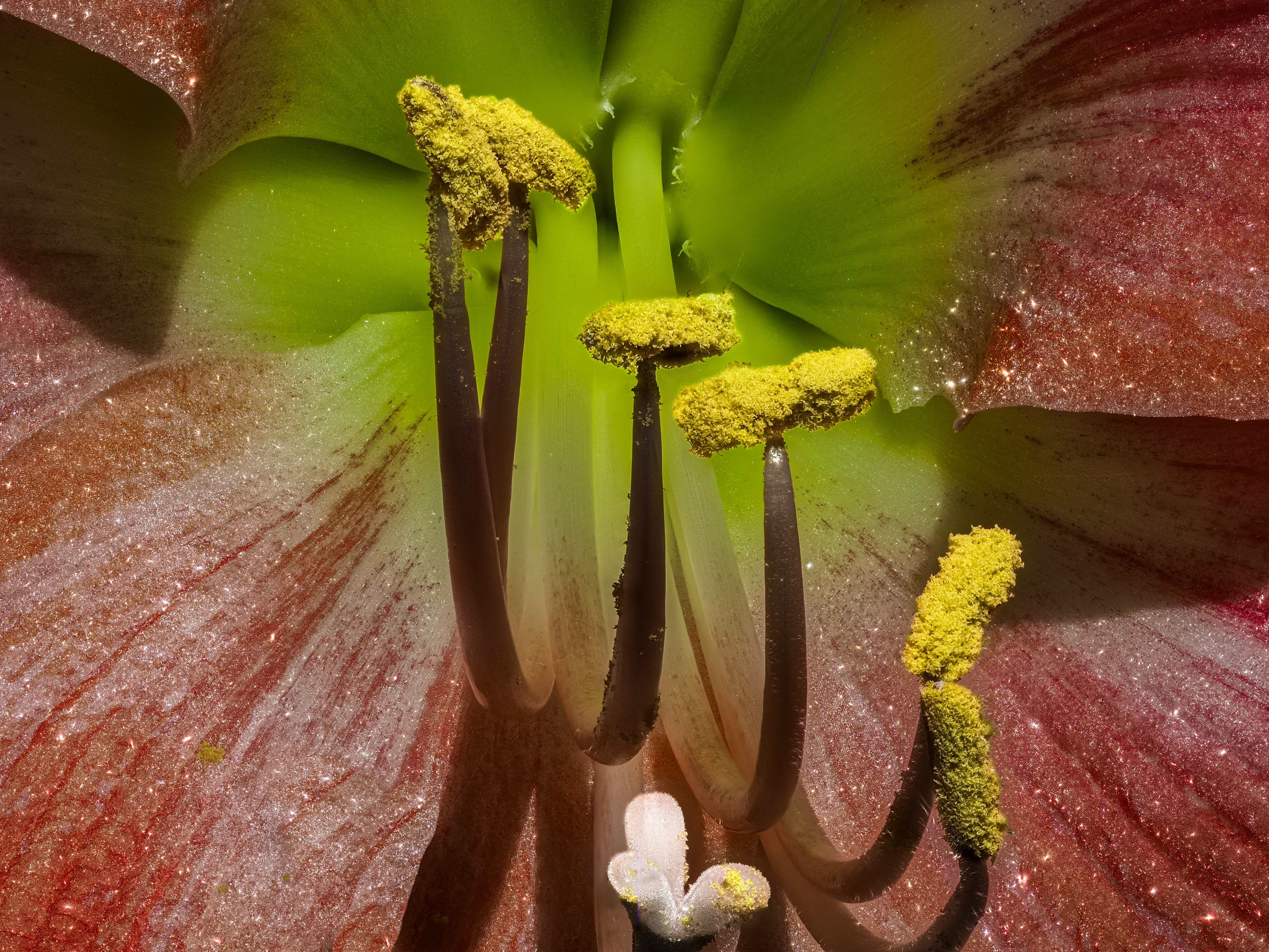 Blüte einer Amaryllis