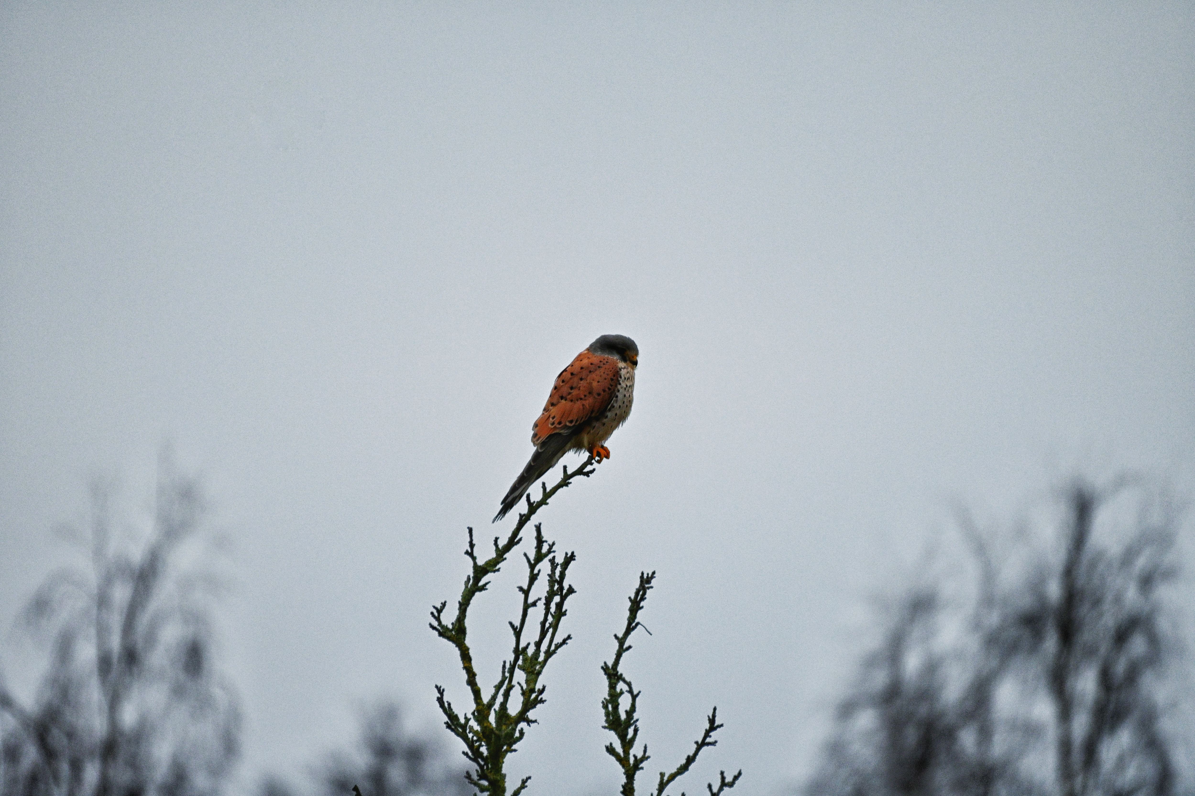 Turmfalke im Grau