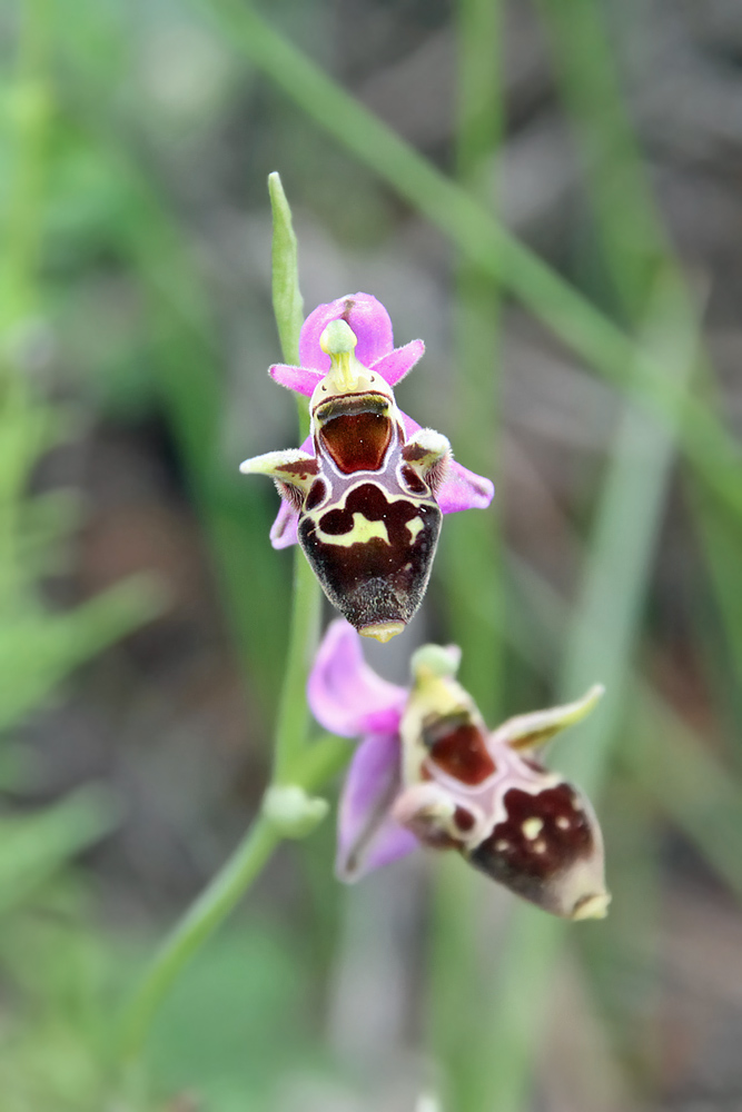 Ophrys heldreichii