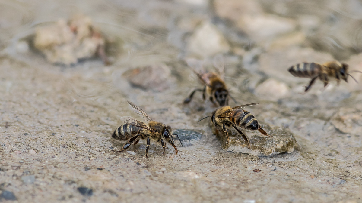 durstige Bienchen