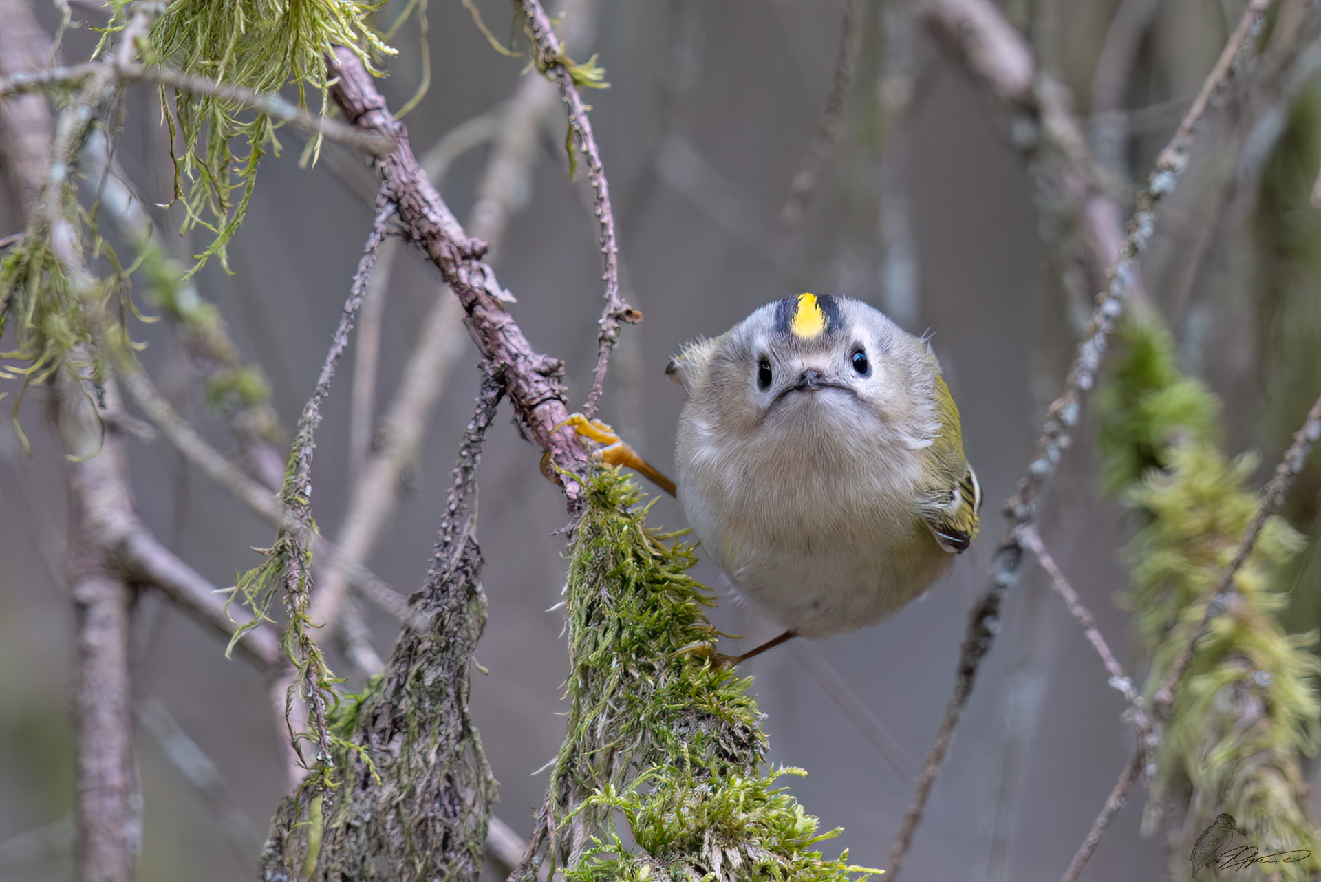 Wintergoldhähnchen