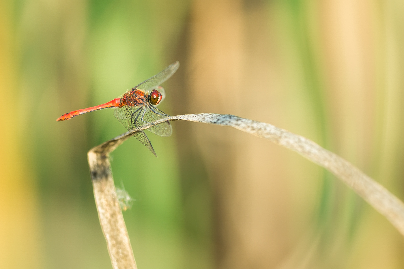 Blutrote Heidelibelle