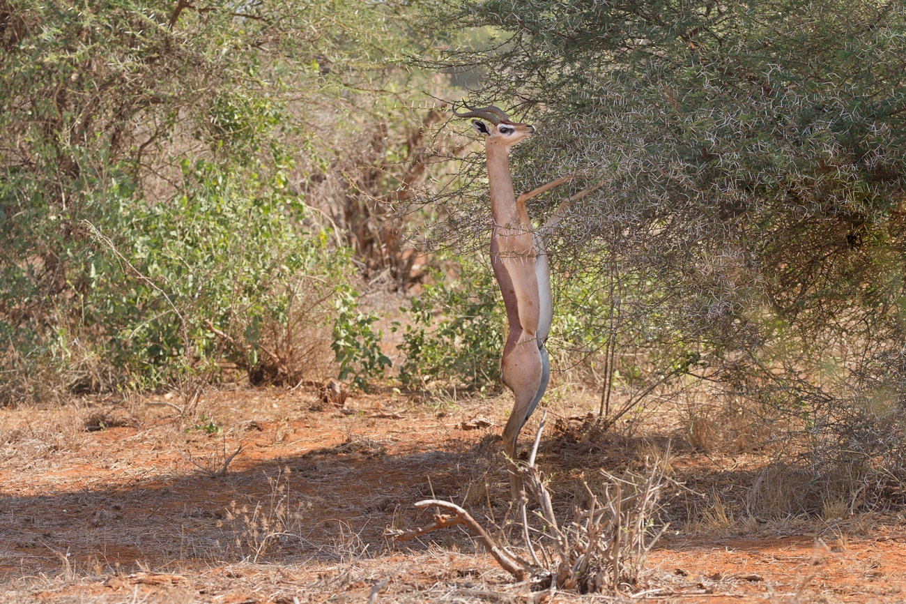 Giraffengazelle (Gerenuk)