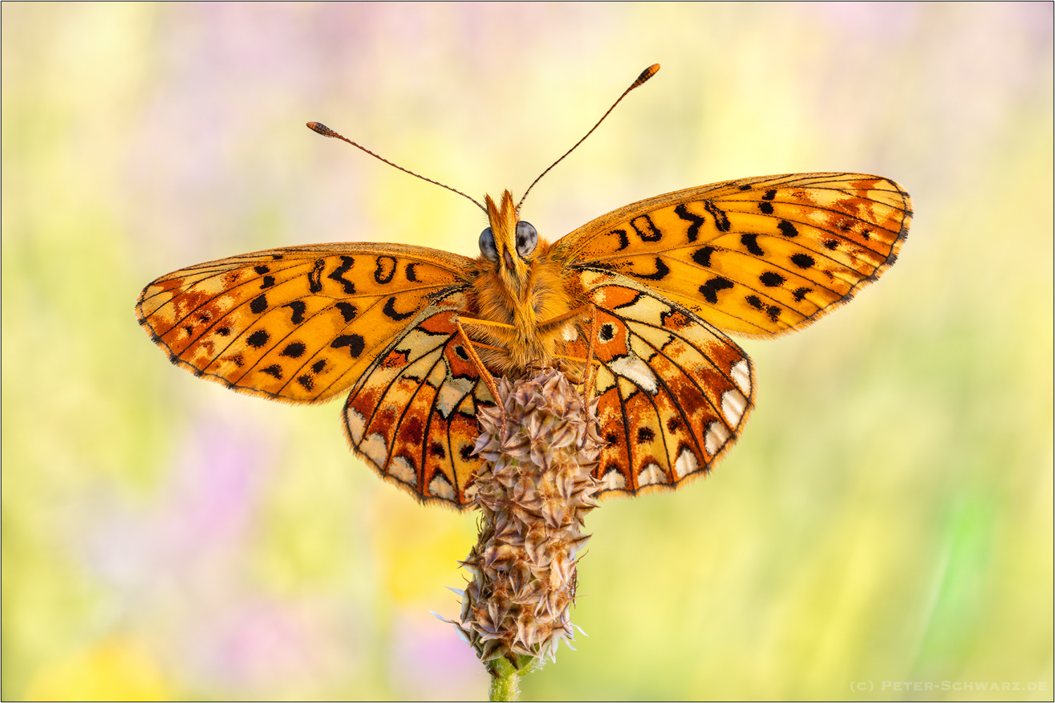 Silberfleck Perlmuttfalter (Boloria euphrosyne)