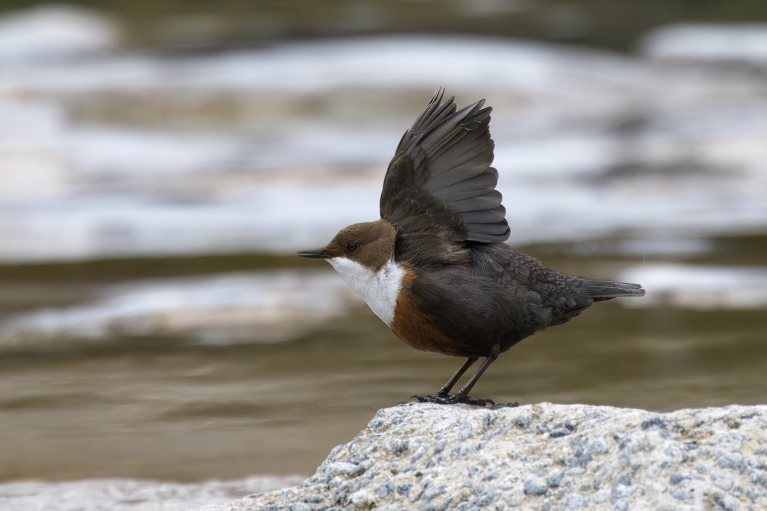 Wasseramsel