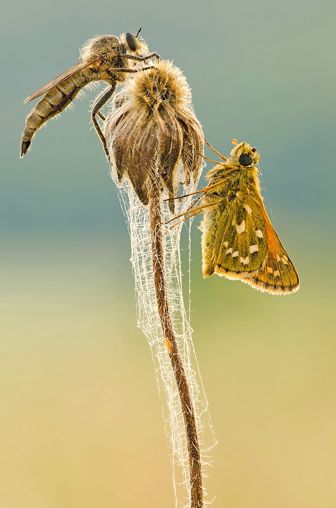 Raubfliege mit Dickkopf