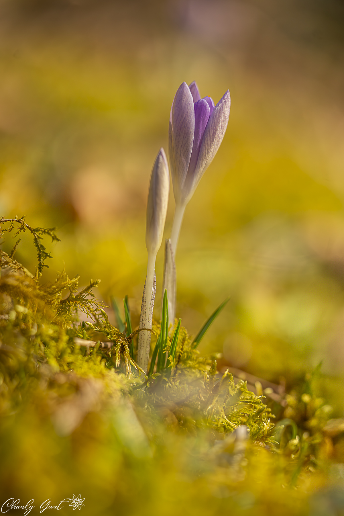 Krokus