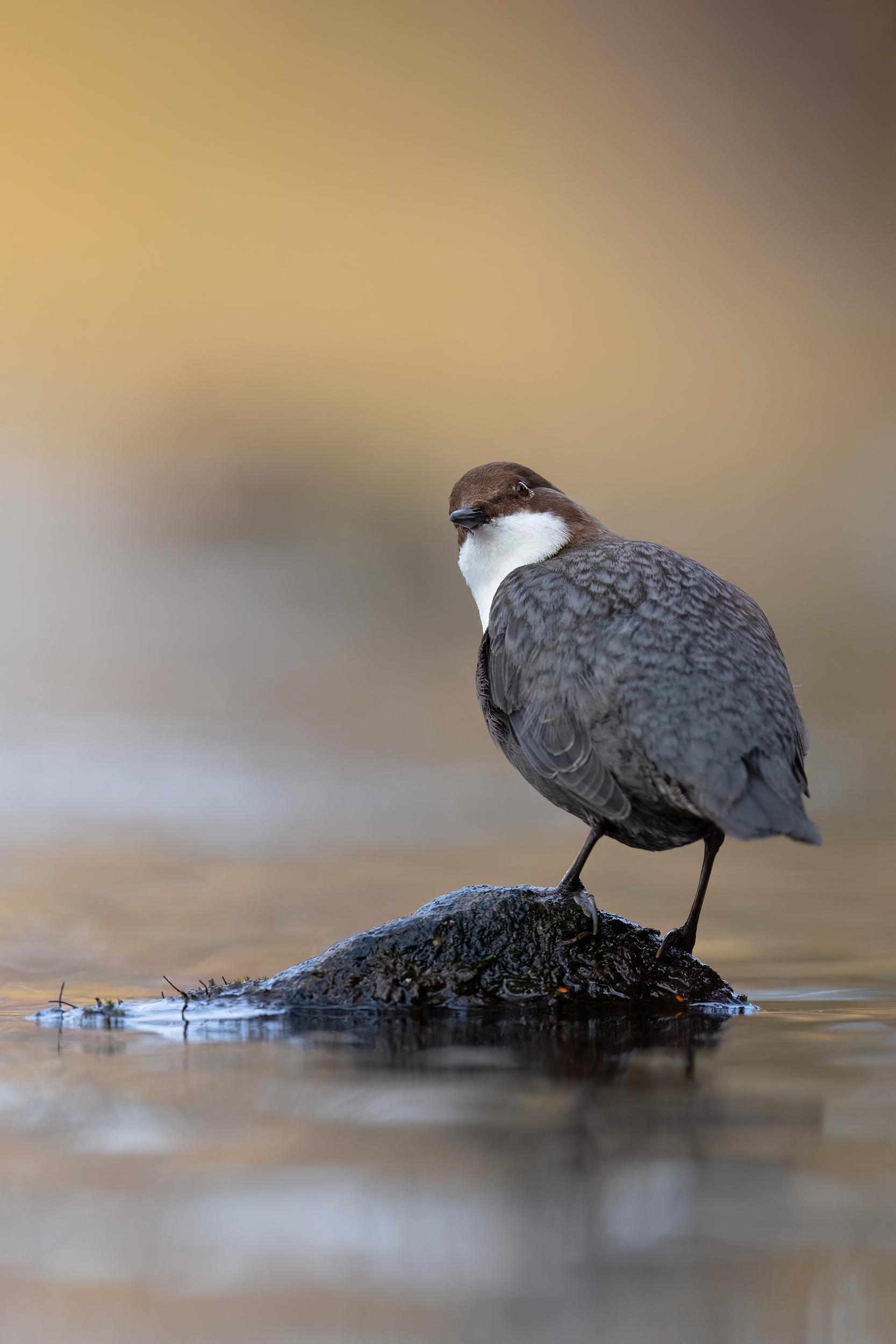 Schulterblick (Wasseramsel)