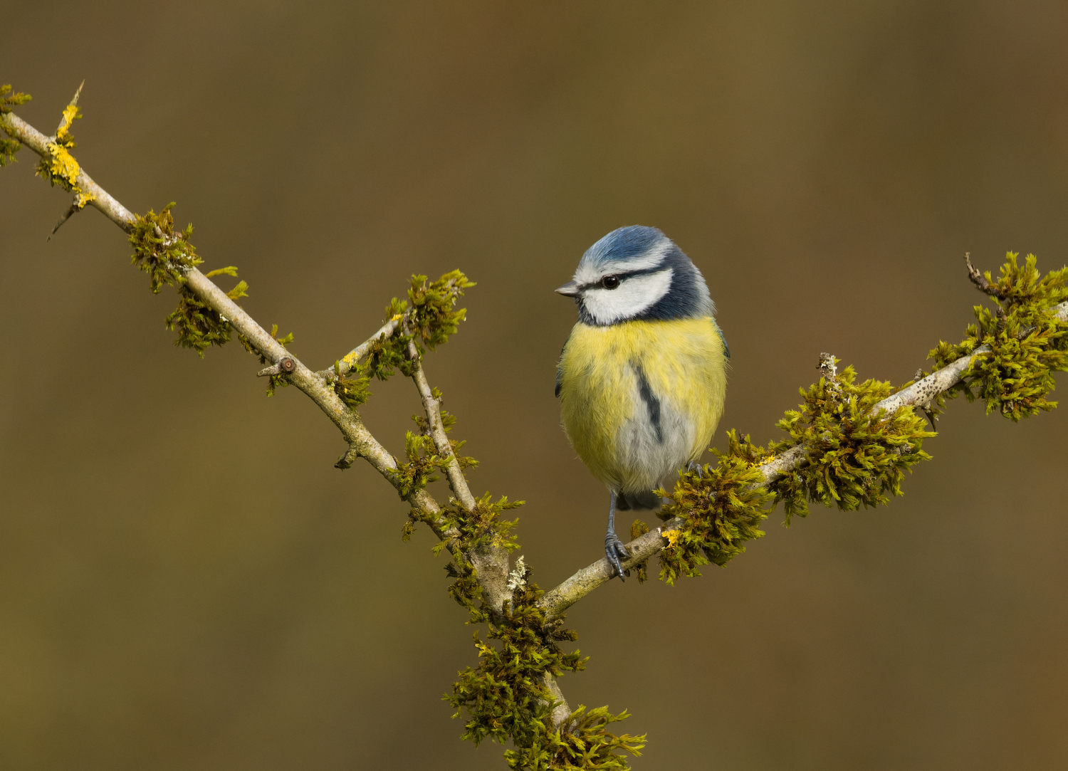 Blaumeise