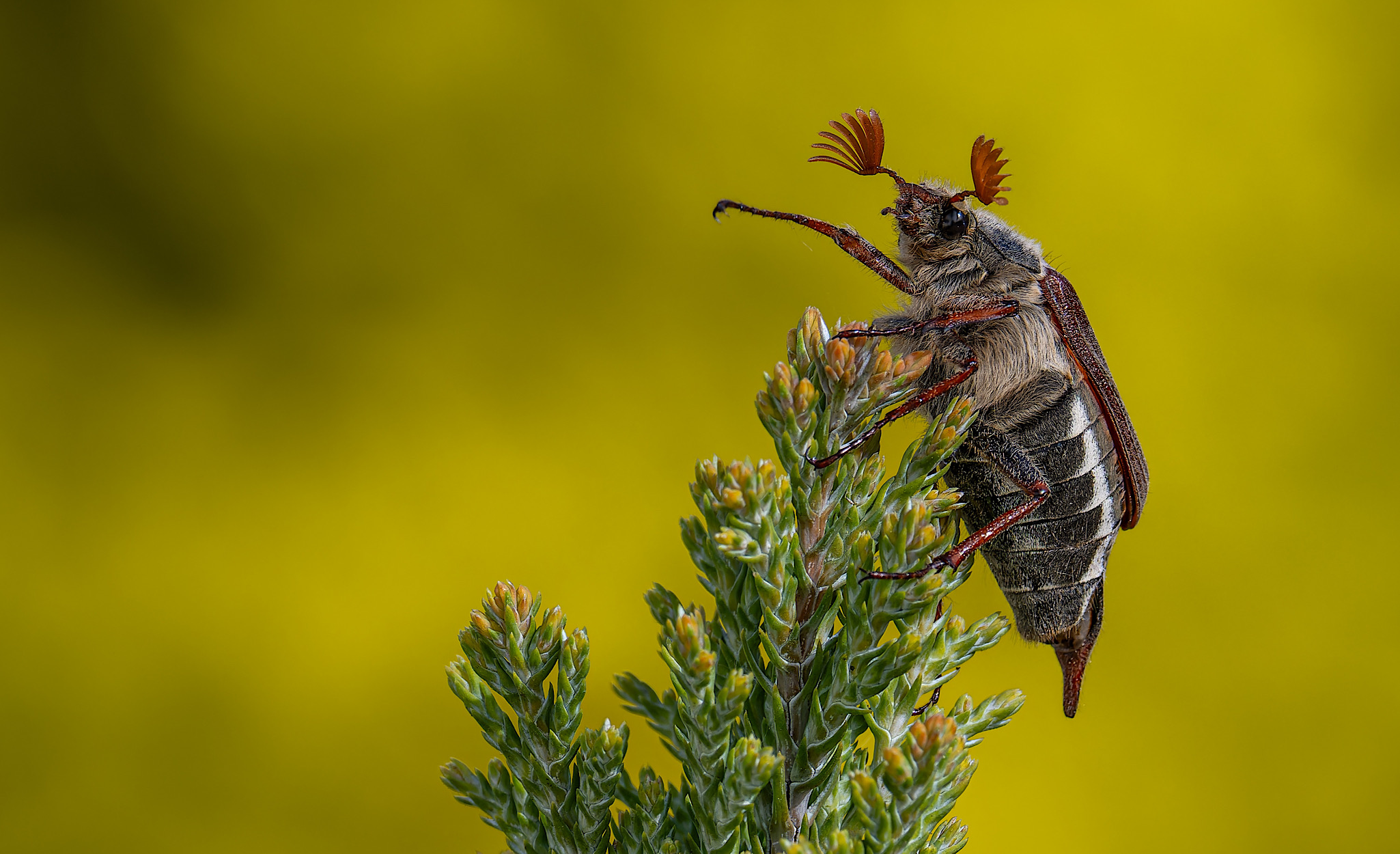 Maikäfer fliege!